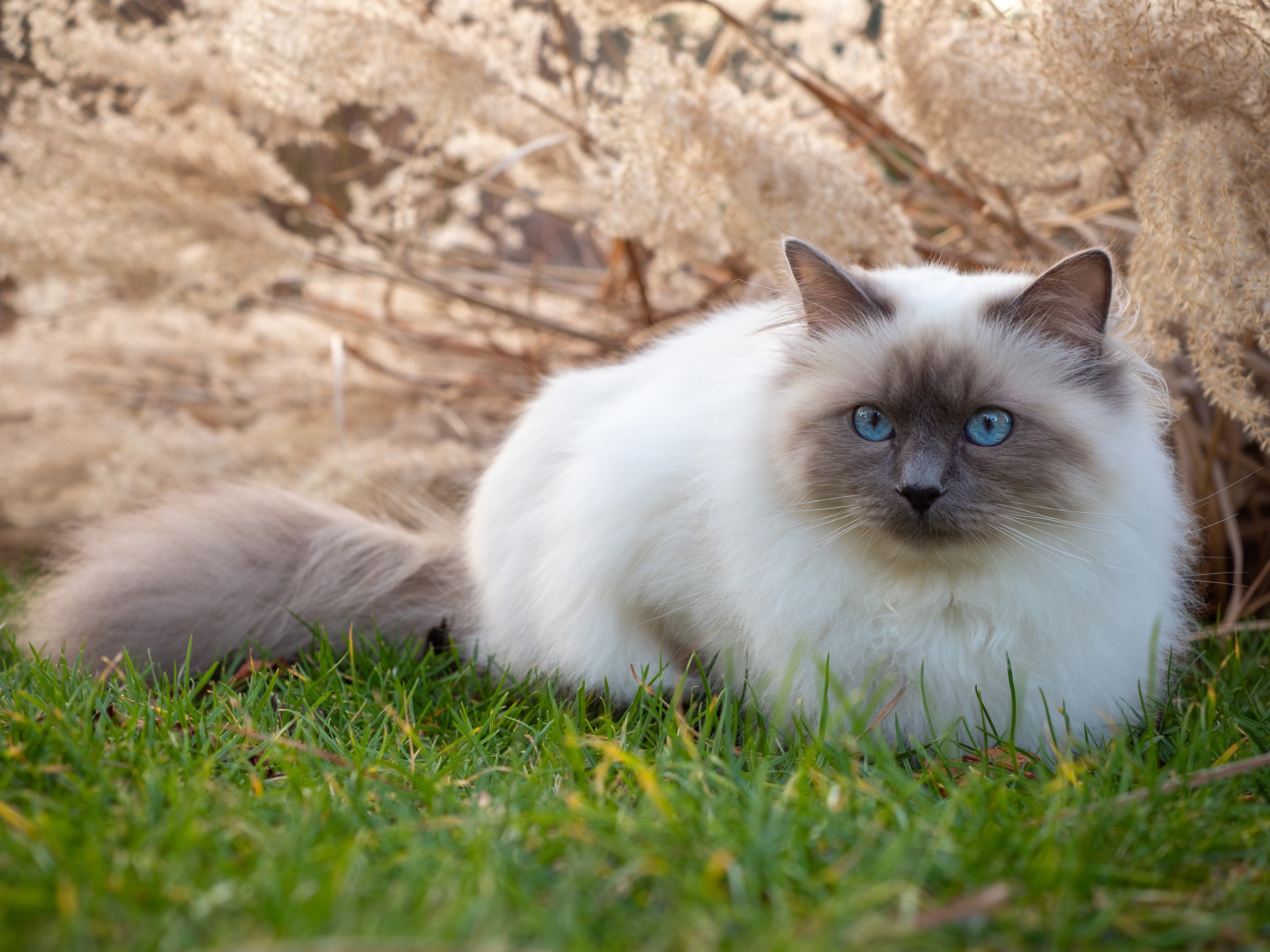 Birman cat with blue eyes on grass HD Wallpaper