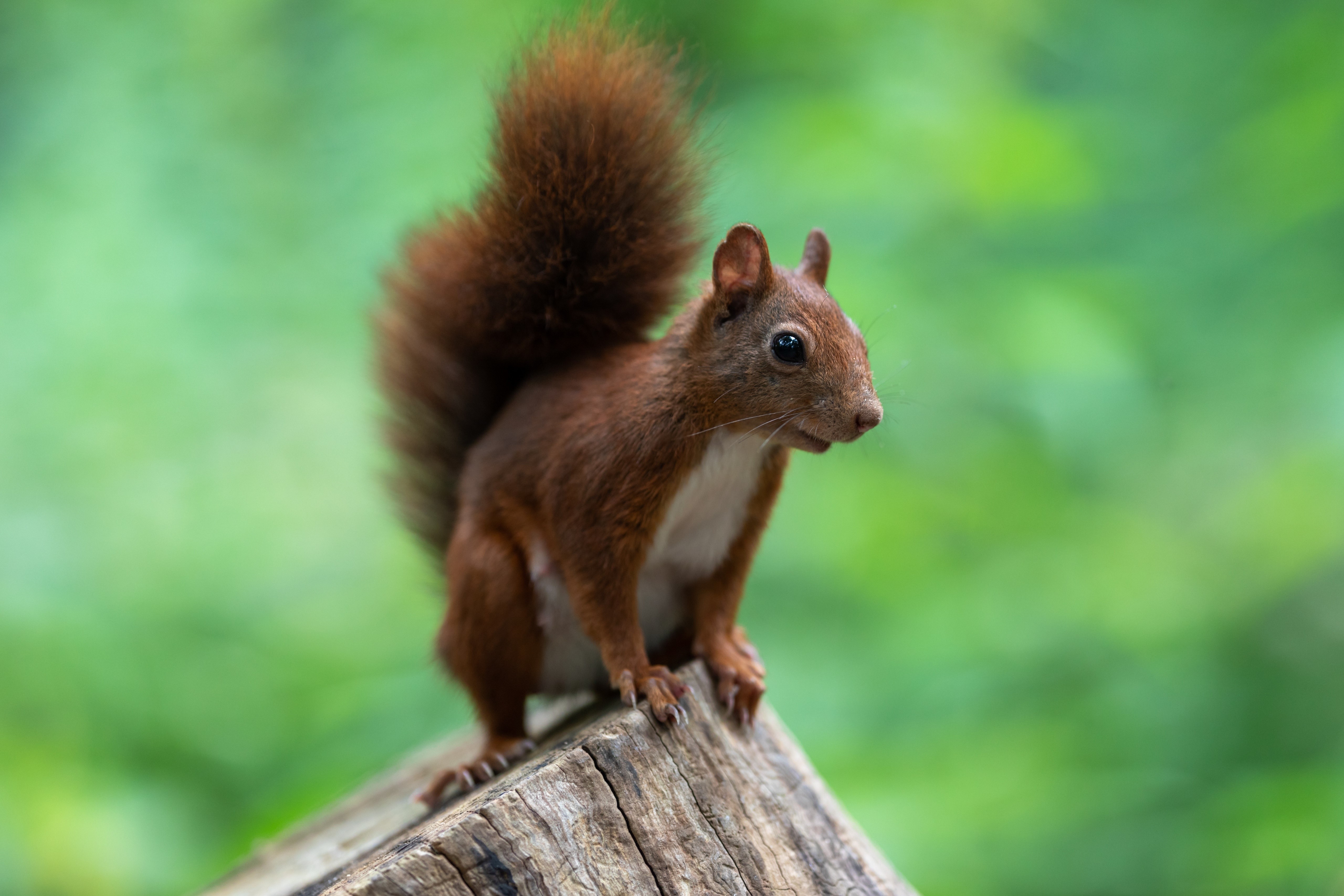 Red Squirrel on a Tree Stump with Bokeh Background HD Wallpaper