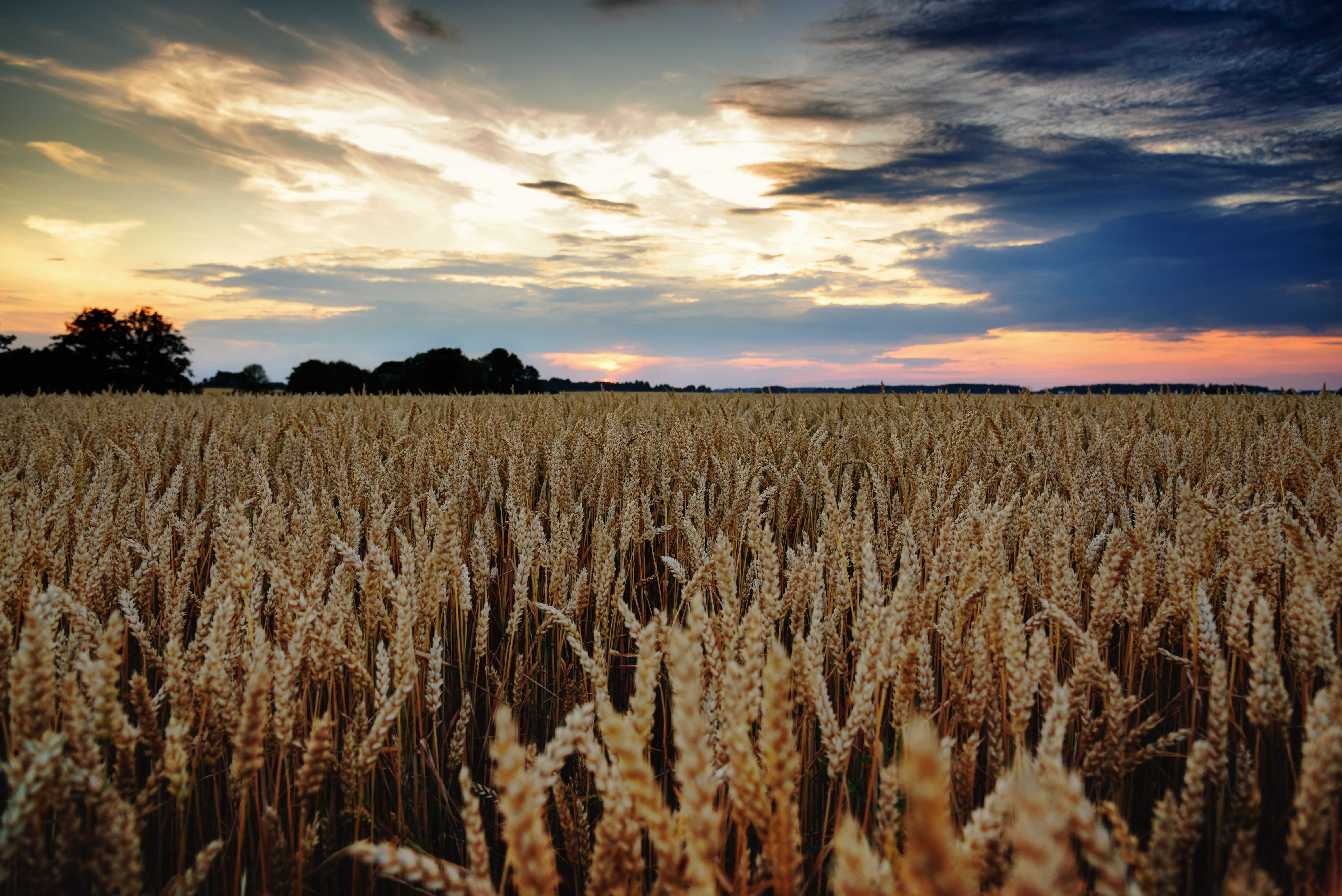 Wheat field at sunset HD Wallpaper