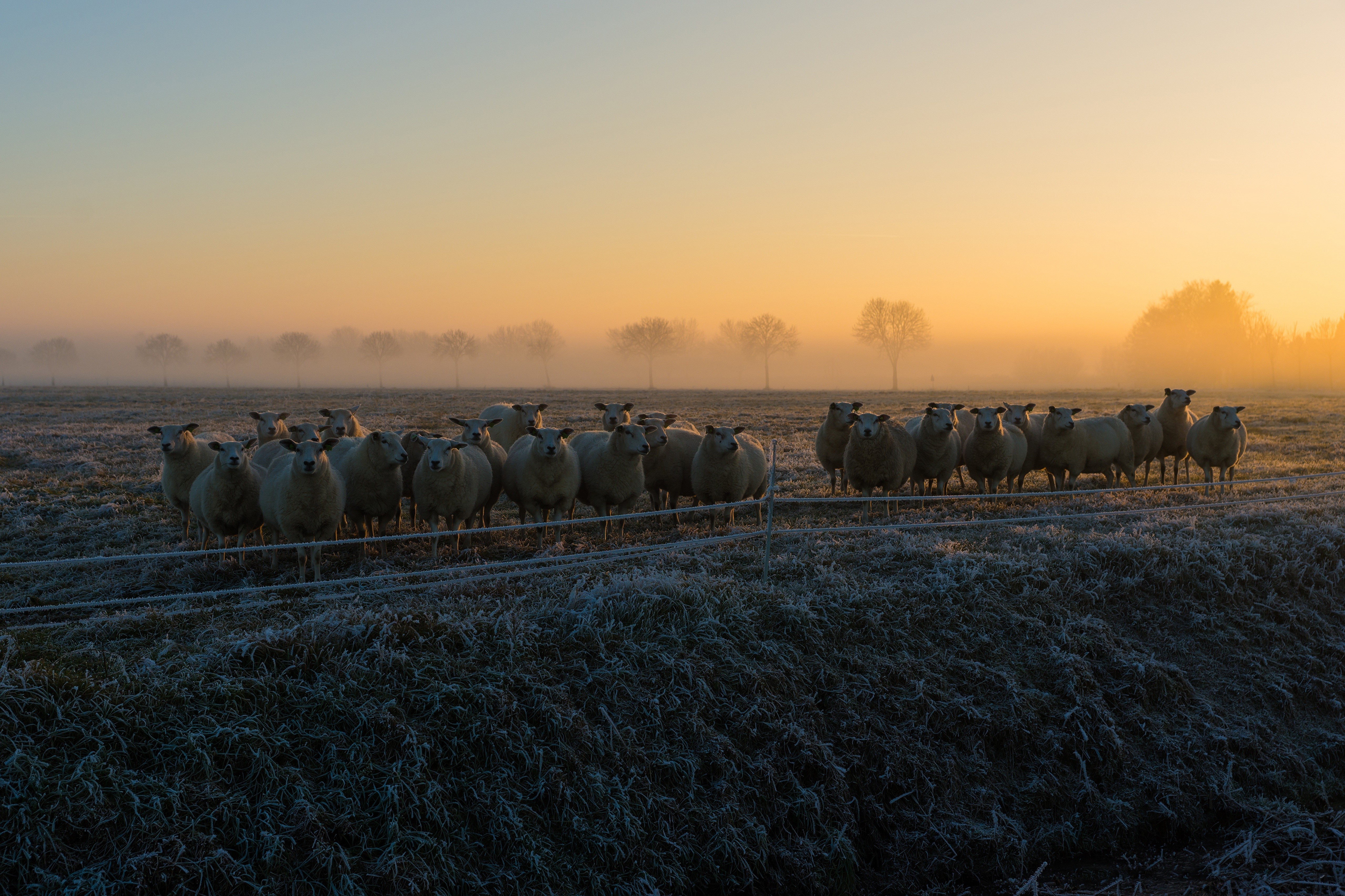 Sheep herd in foggy morning field with frost HD Wallpaper