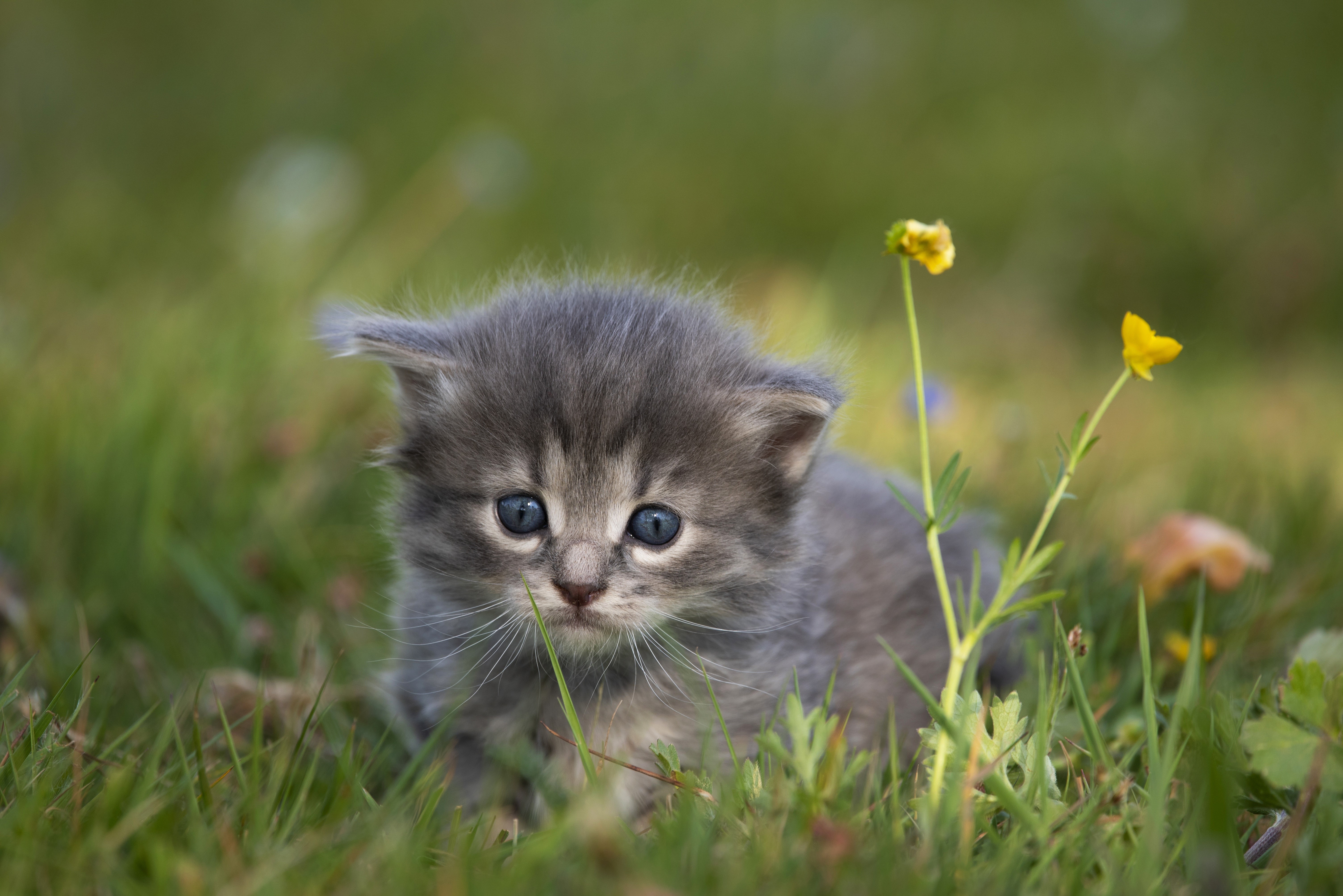 Kitten in the grass with flowers HD Wallpaper