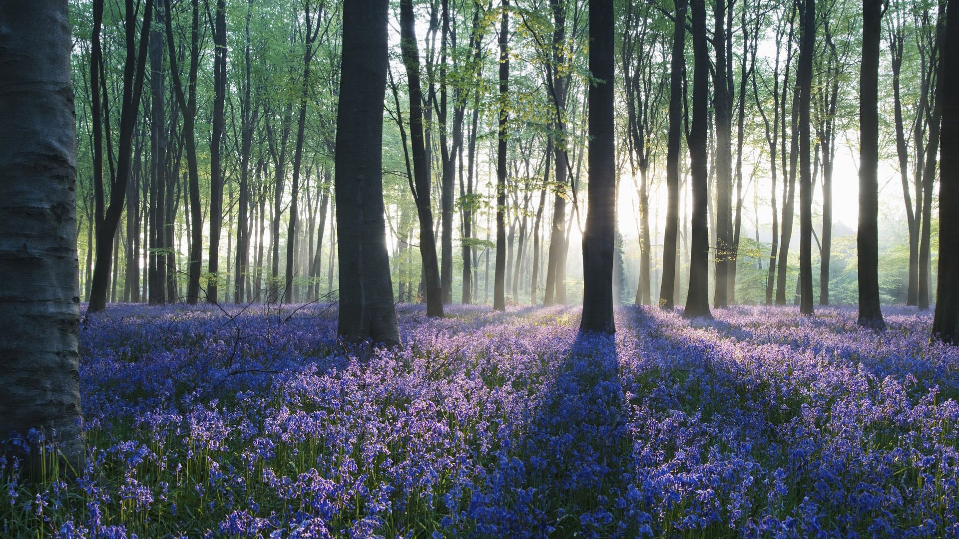 Sunlight filtering through trees onto a bluebell carpet HD Wallpaper