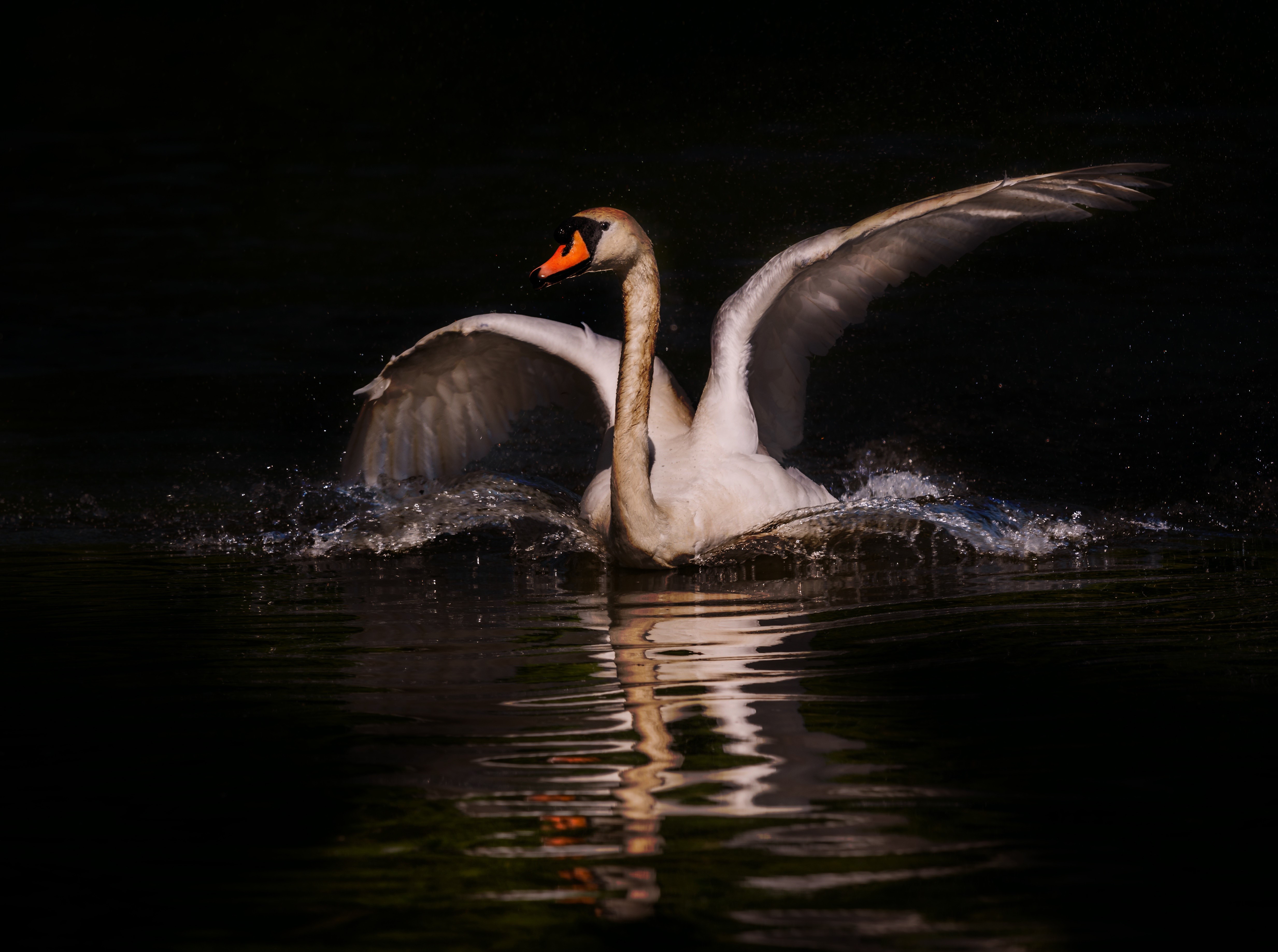 Swan splashing in dark water HD Wallpaper