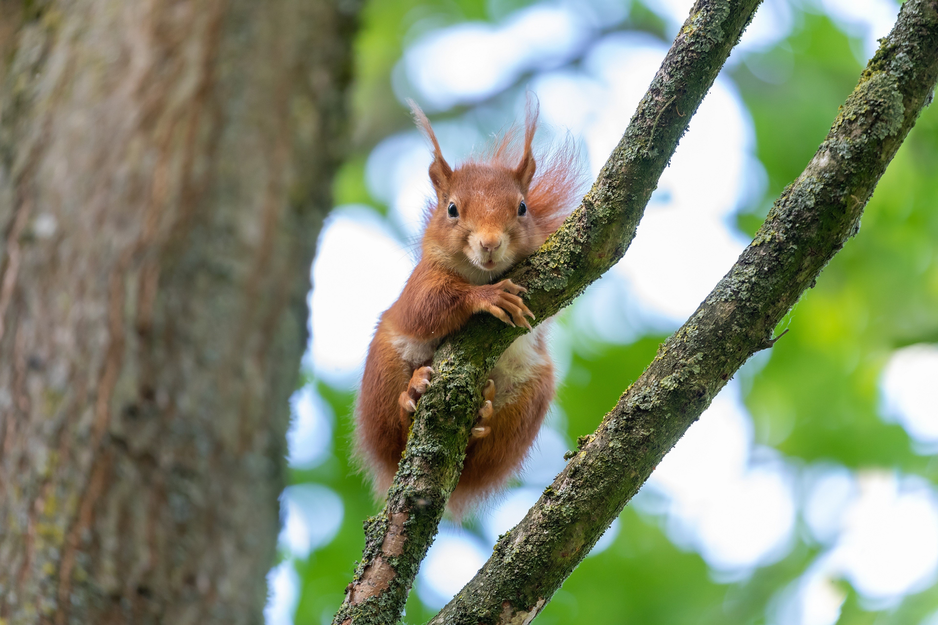 Red Squirrel on a Mossy Branch HD Wallpaper