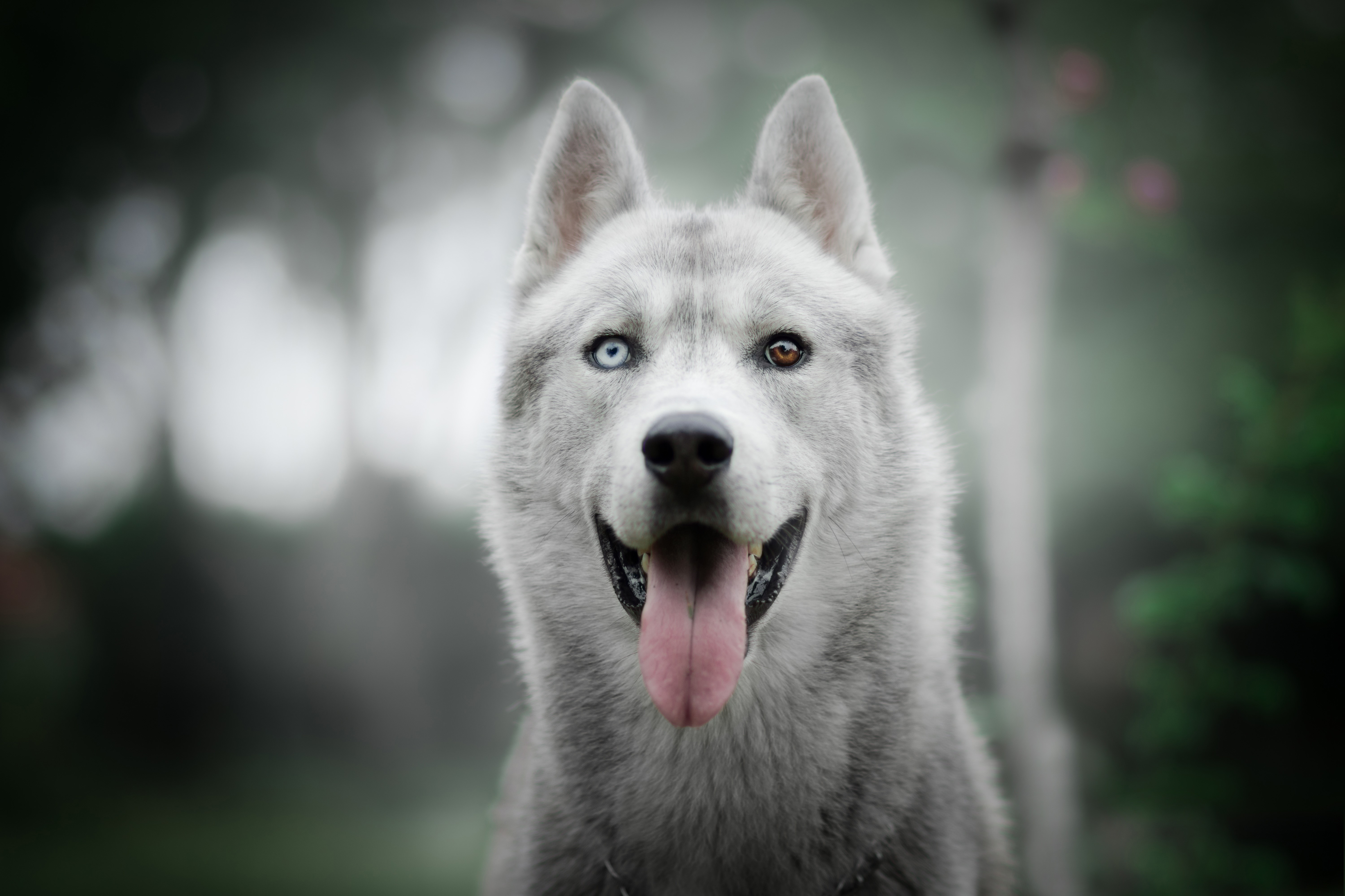 Husky dog with heterochromia HD Wallpaper