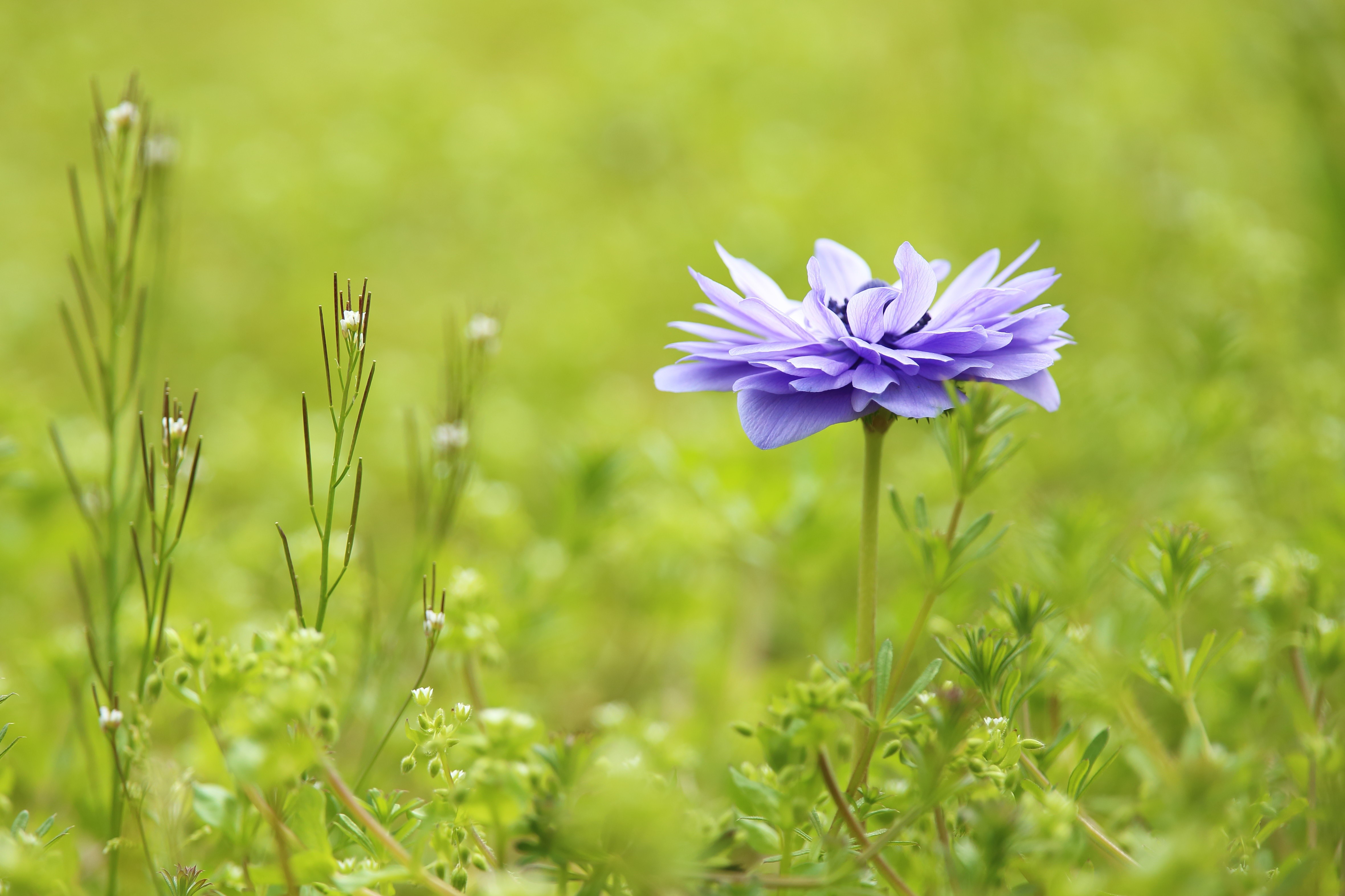 Violet Anemone Flower in Green Field HD Wallpaper