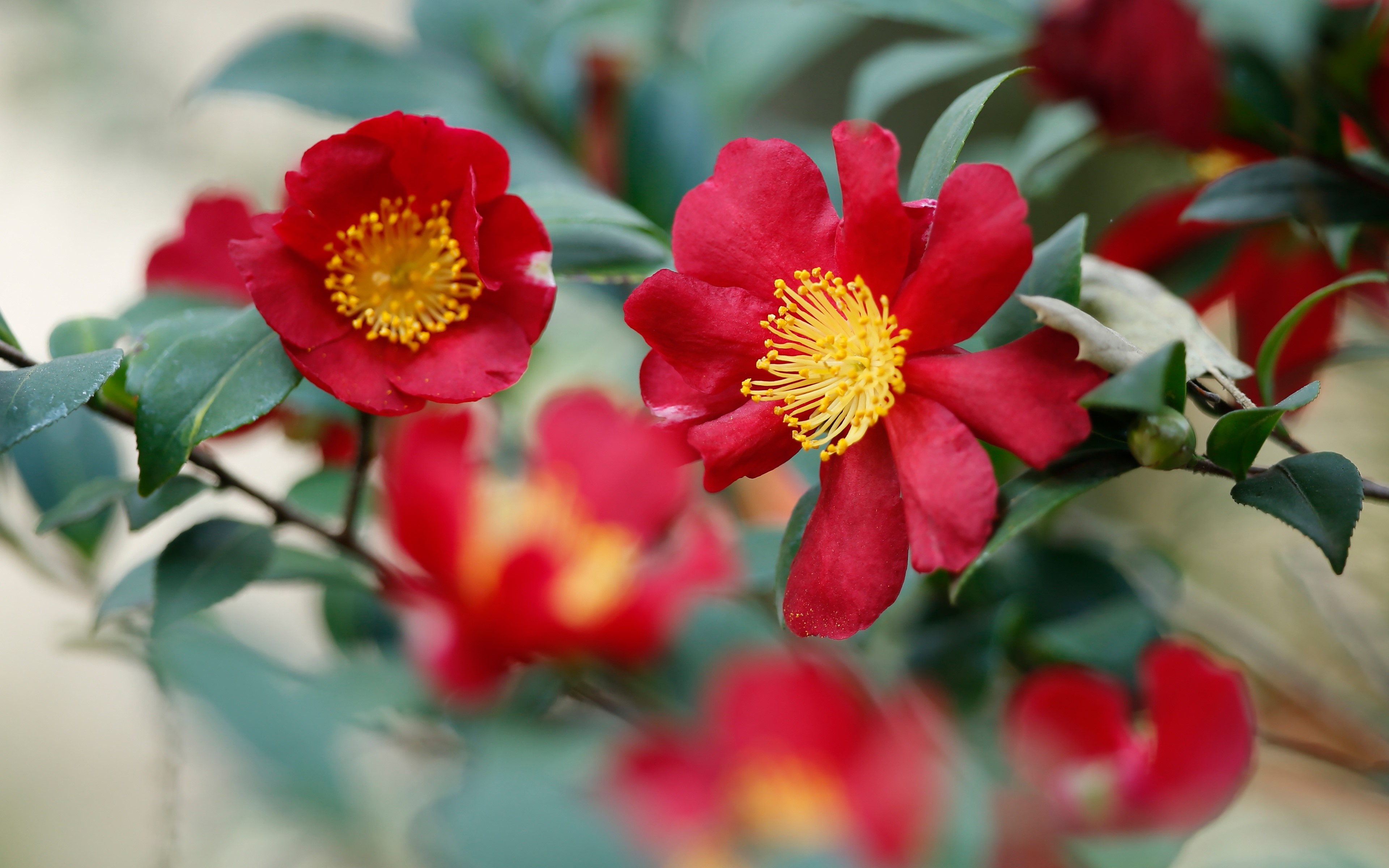 Red Camellia Flowers with Yellow Centers HD Wallpaper