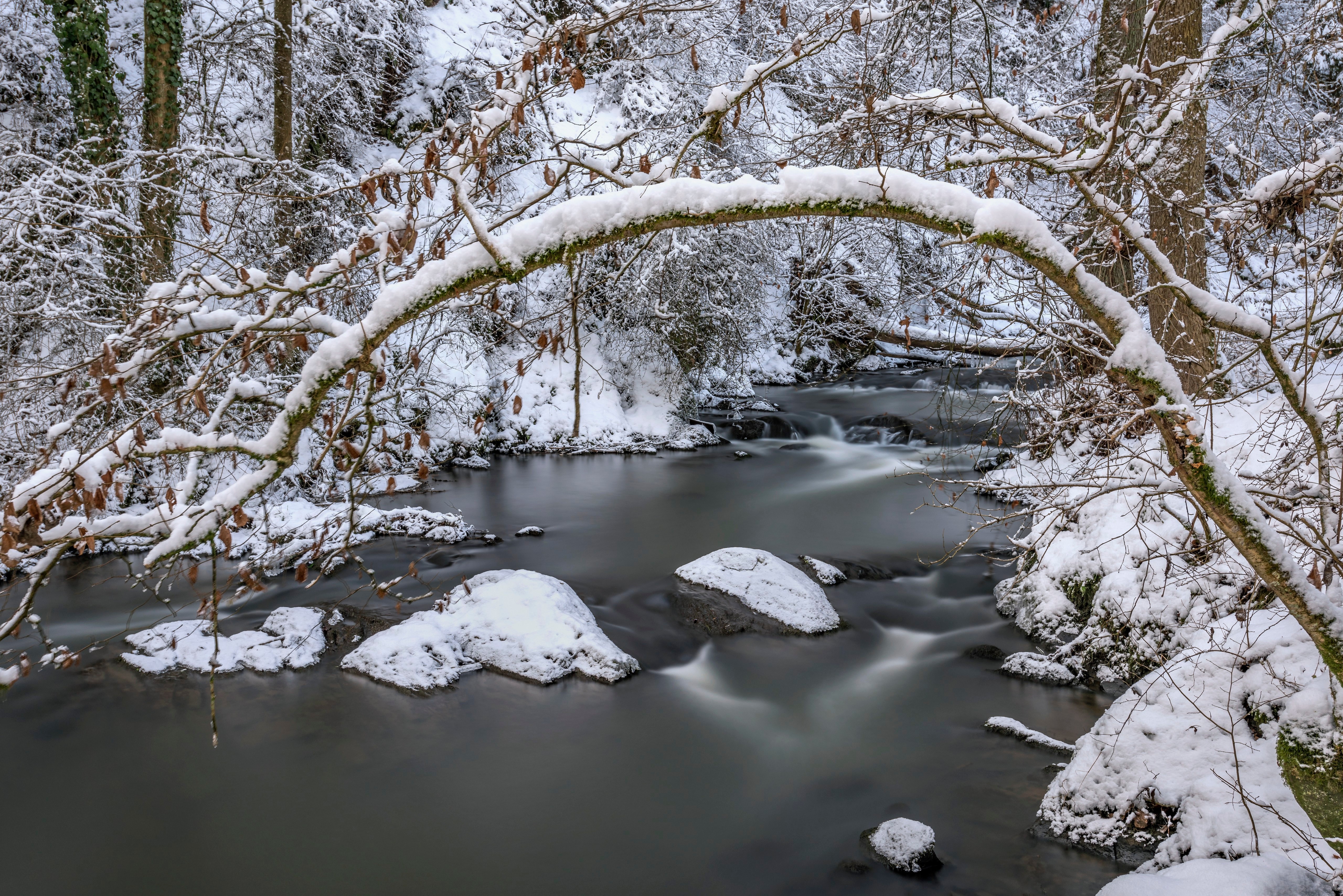 Snowy forest river with arched branch in Germany HD Wallpaper