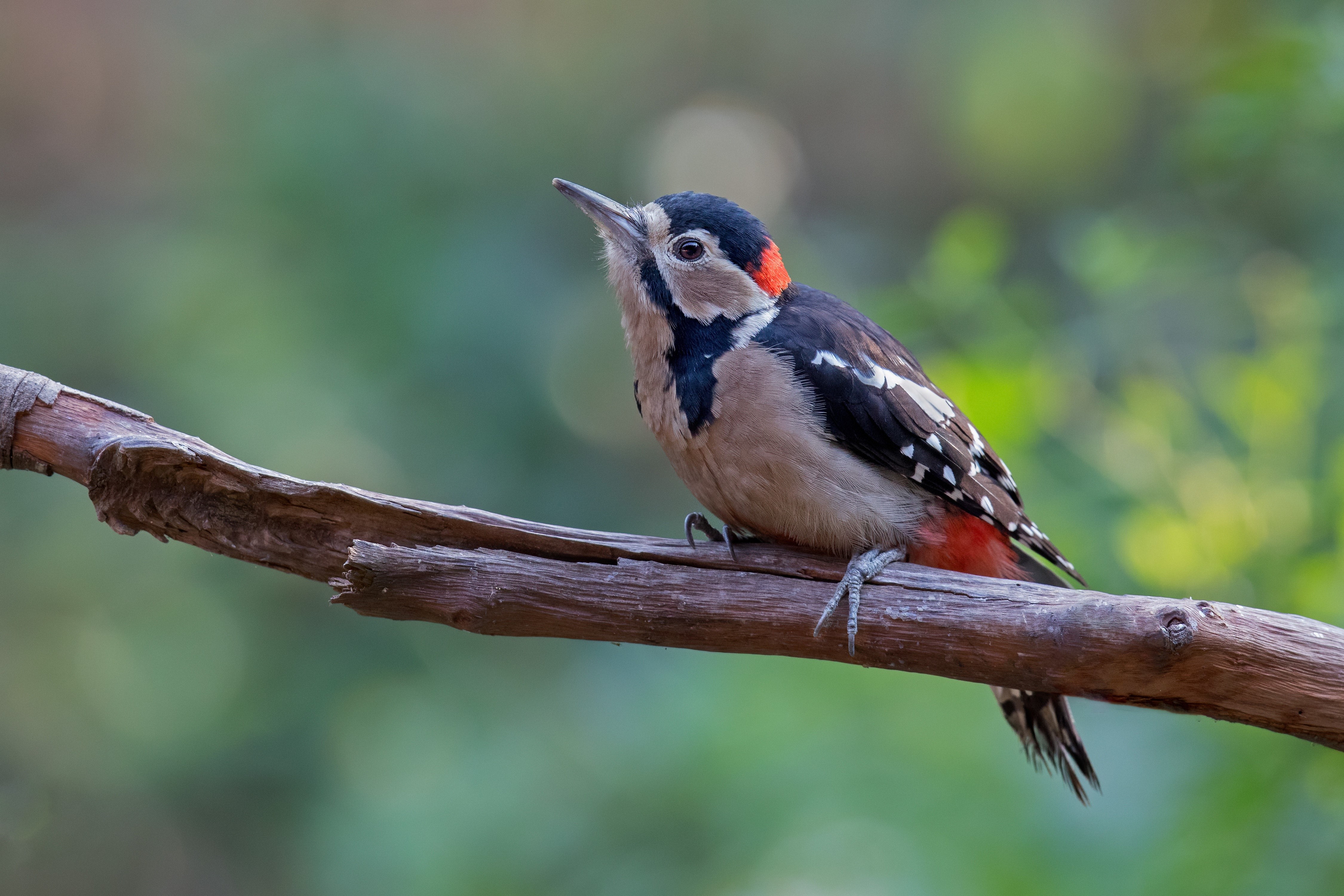 Great Spotted Woodpecker on a Branch HD Wallpaper
