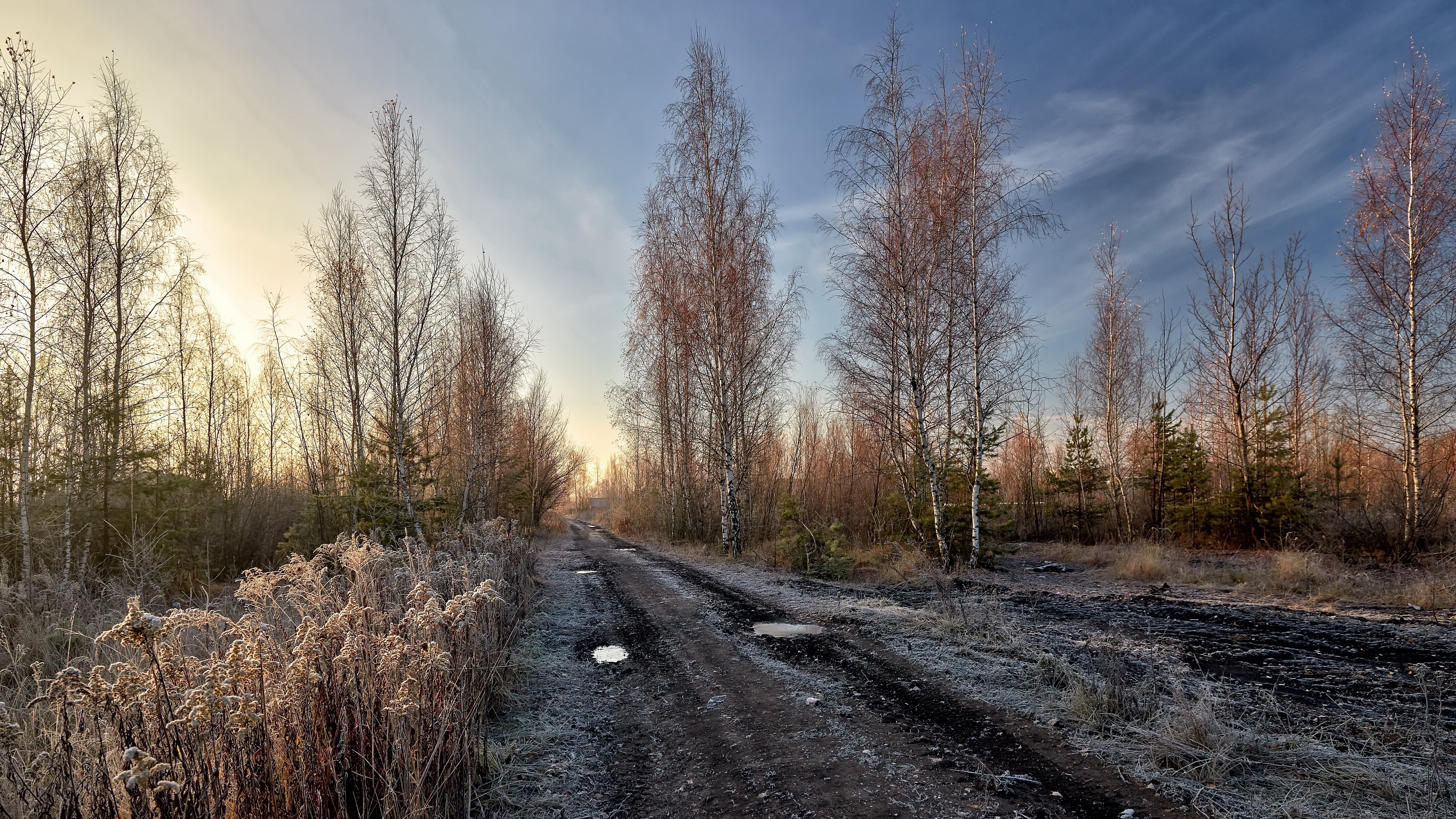 4K Morning Frost on a Dirt Road Lined with Trees HD Wallpaper