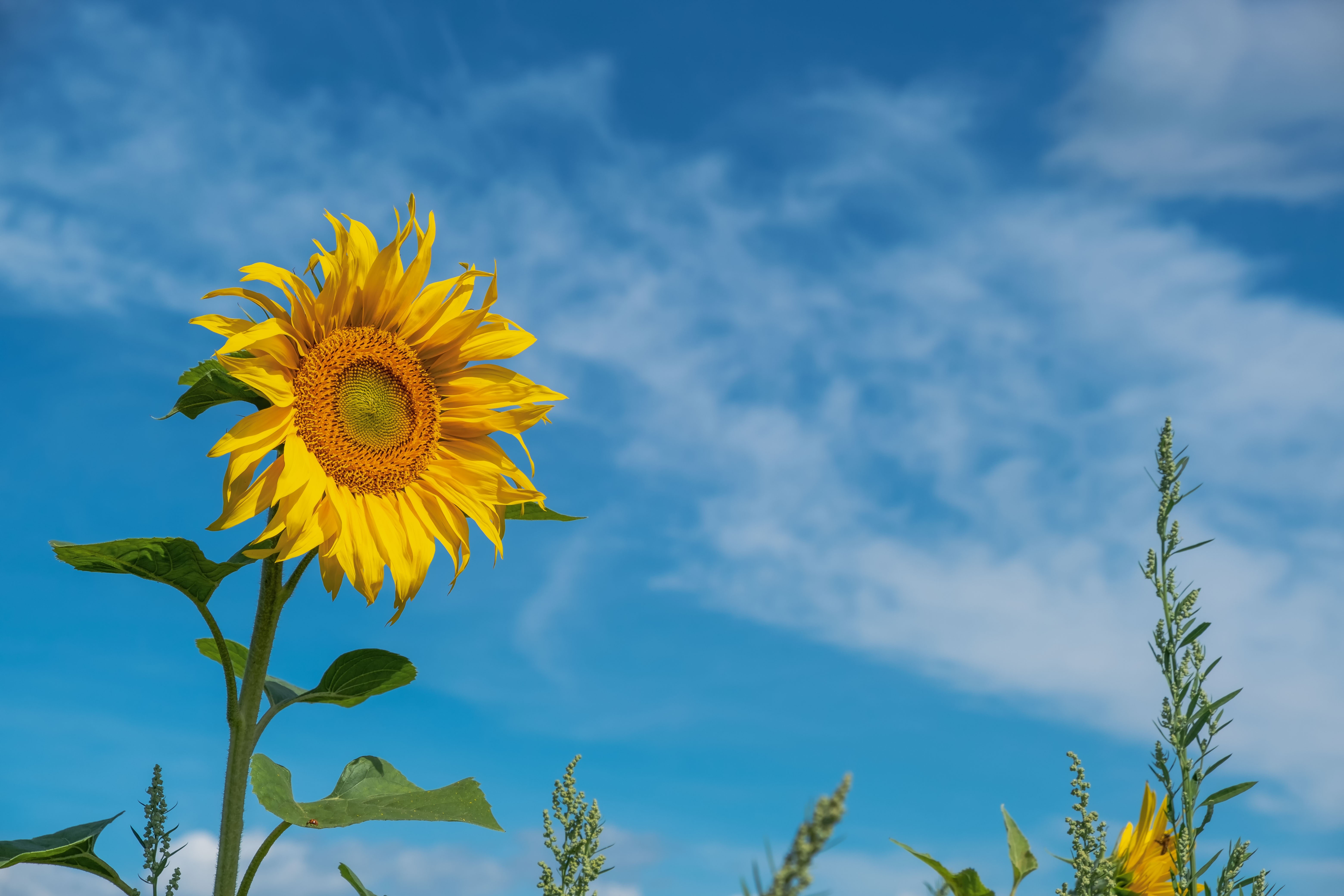 Sunflower in a field under a blue sky HD Wallpaper
