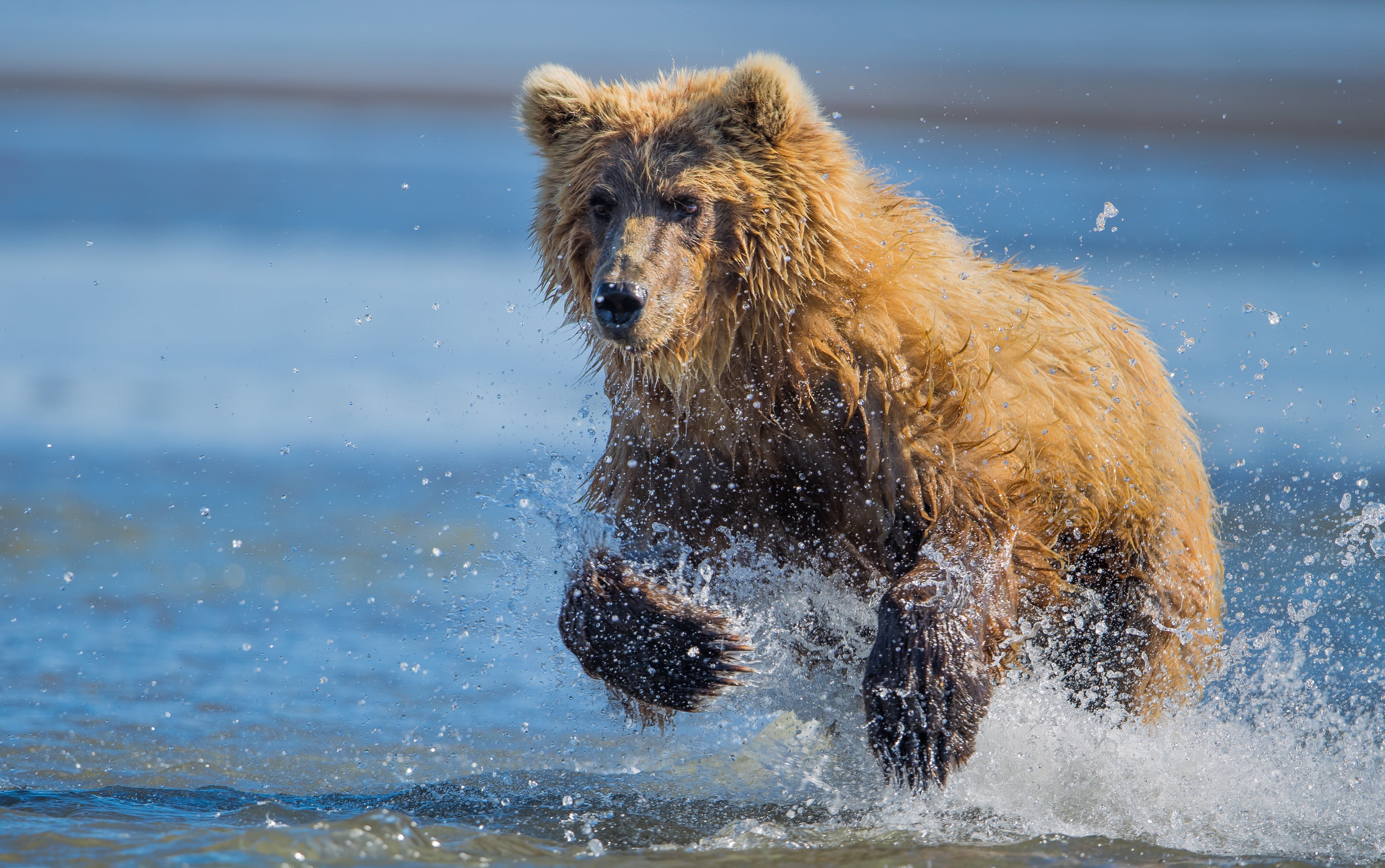 Brown Bear Running in Water HD Wallpaper