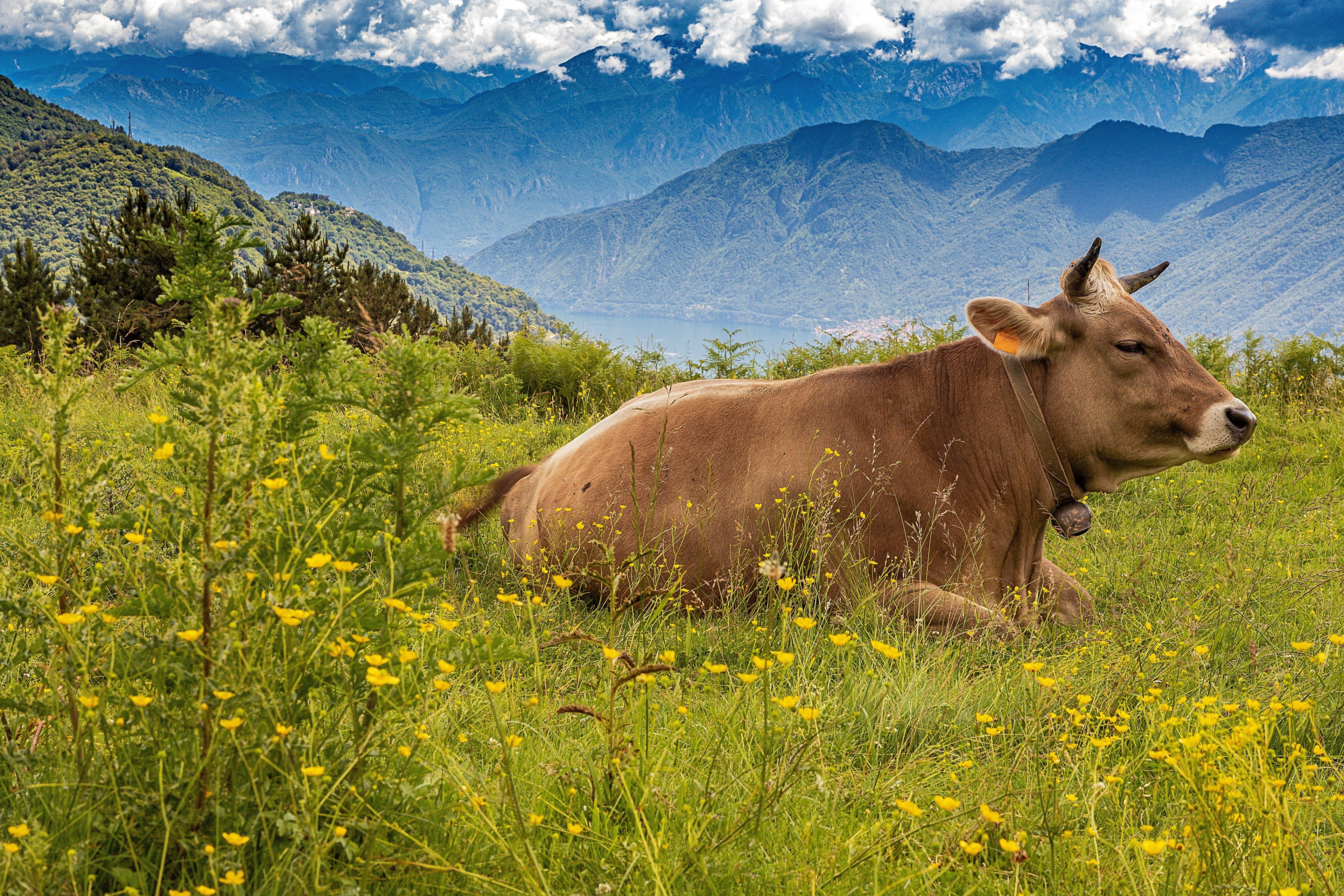 Cow lying in a grassy field with mountains in the background HD Wallpaper