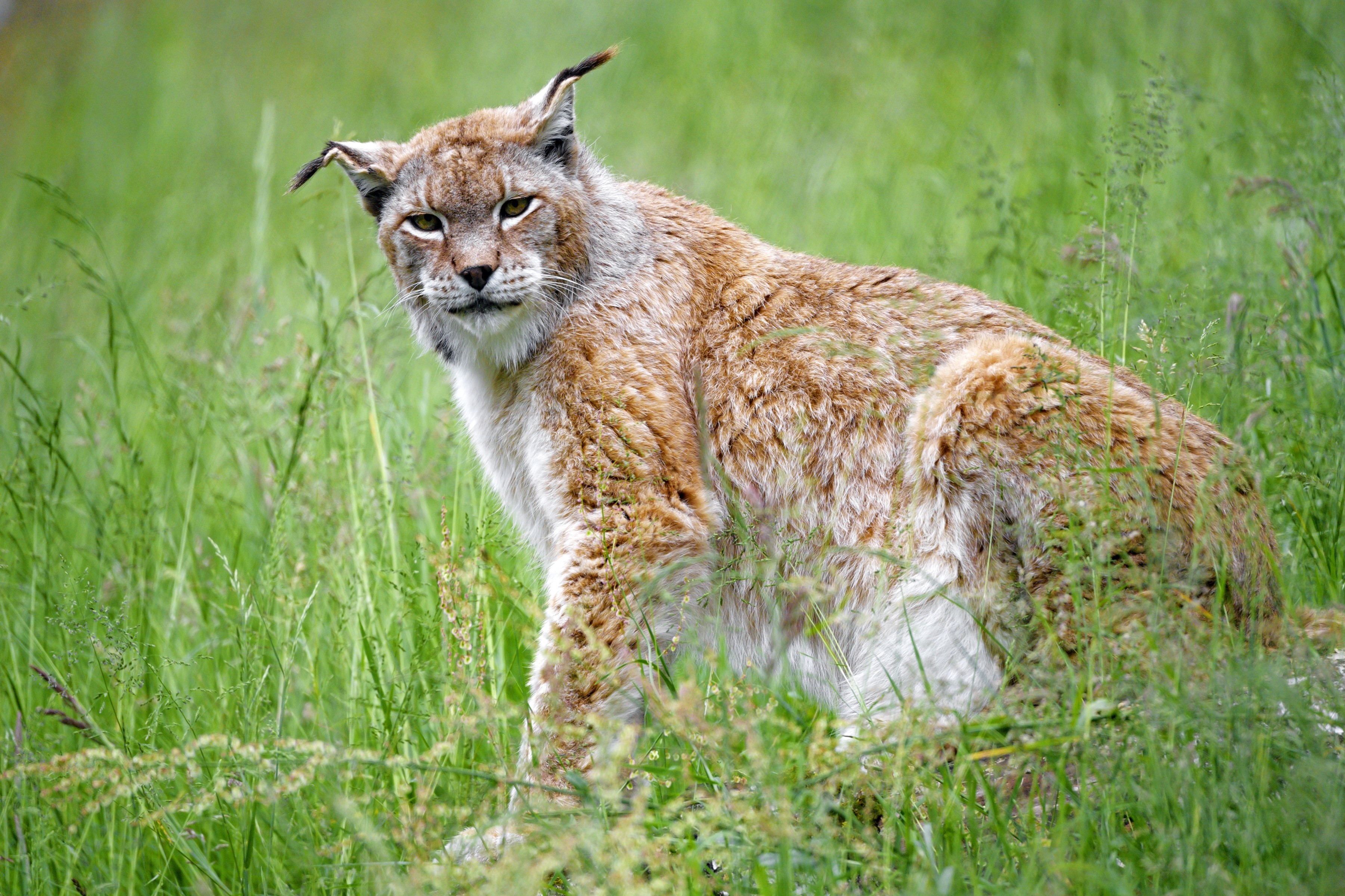 Lynx sitting in tall green grass HD Wallpaper