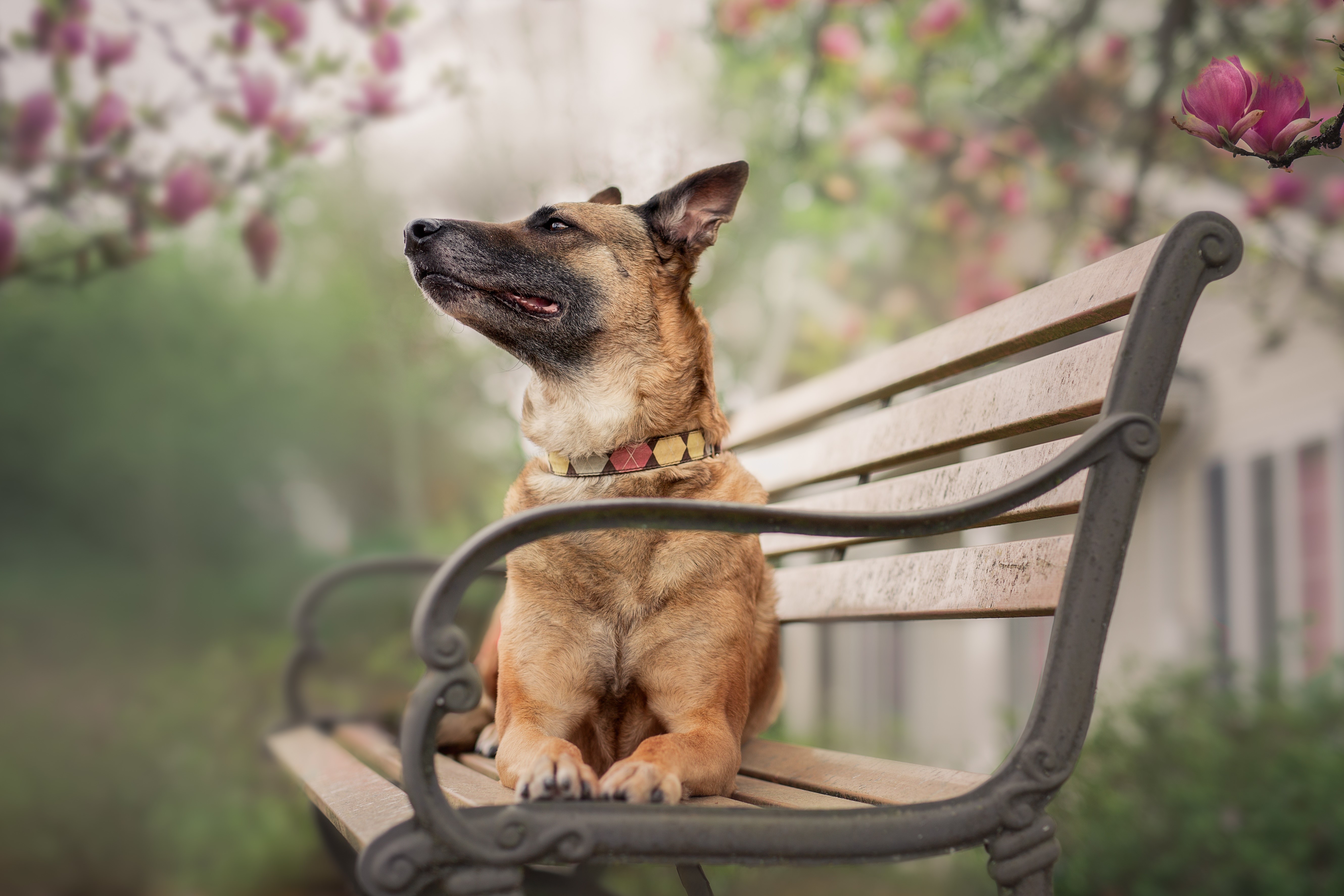 German Shepherd dog sitting on a park bench HD Wallpaper