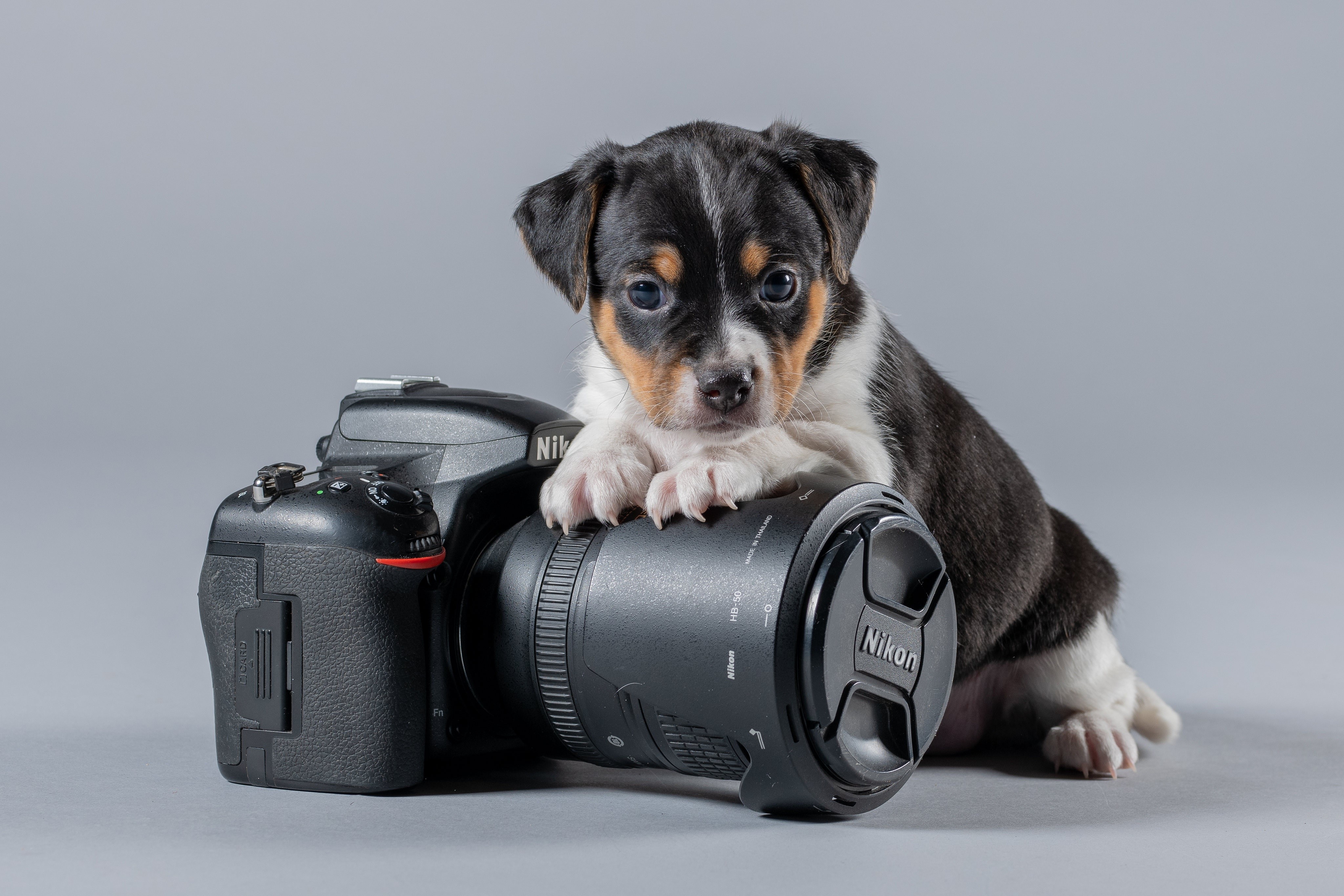 Puppy on a Nikon Camera HD Wallpaper