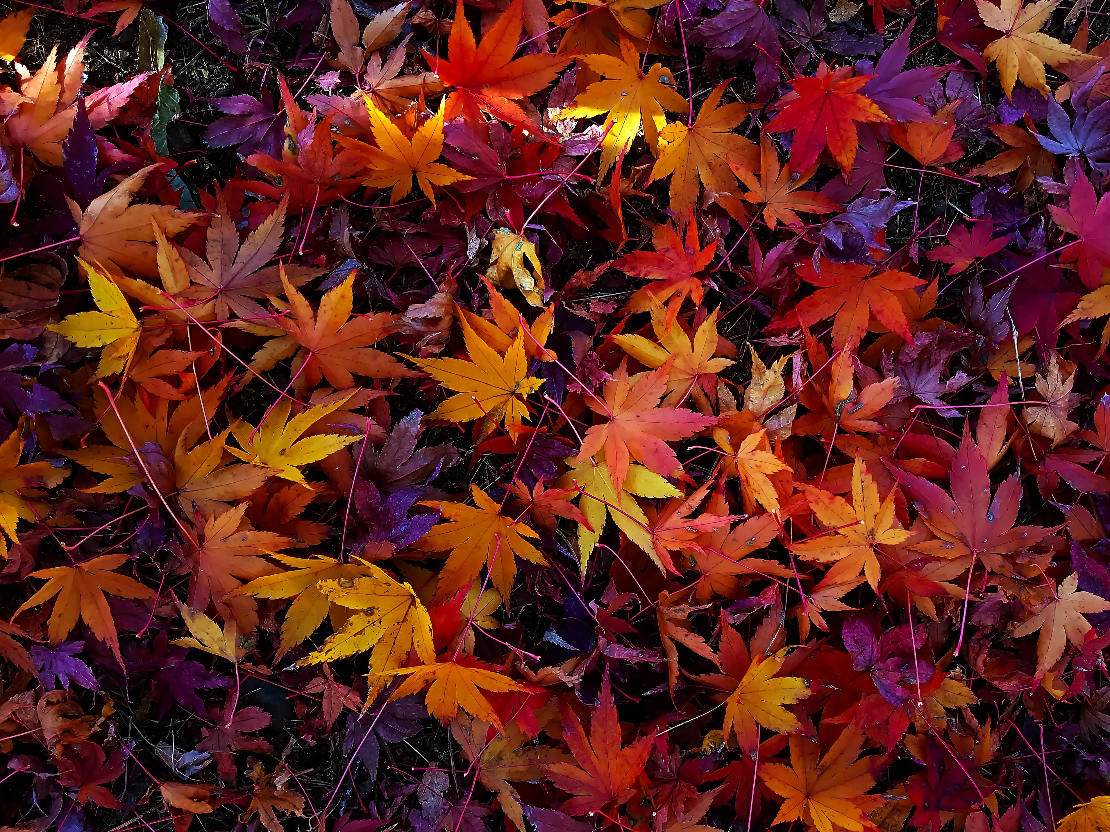 Autumn Maple Leaves on the Ground HD Wallpaper