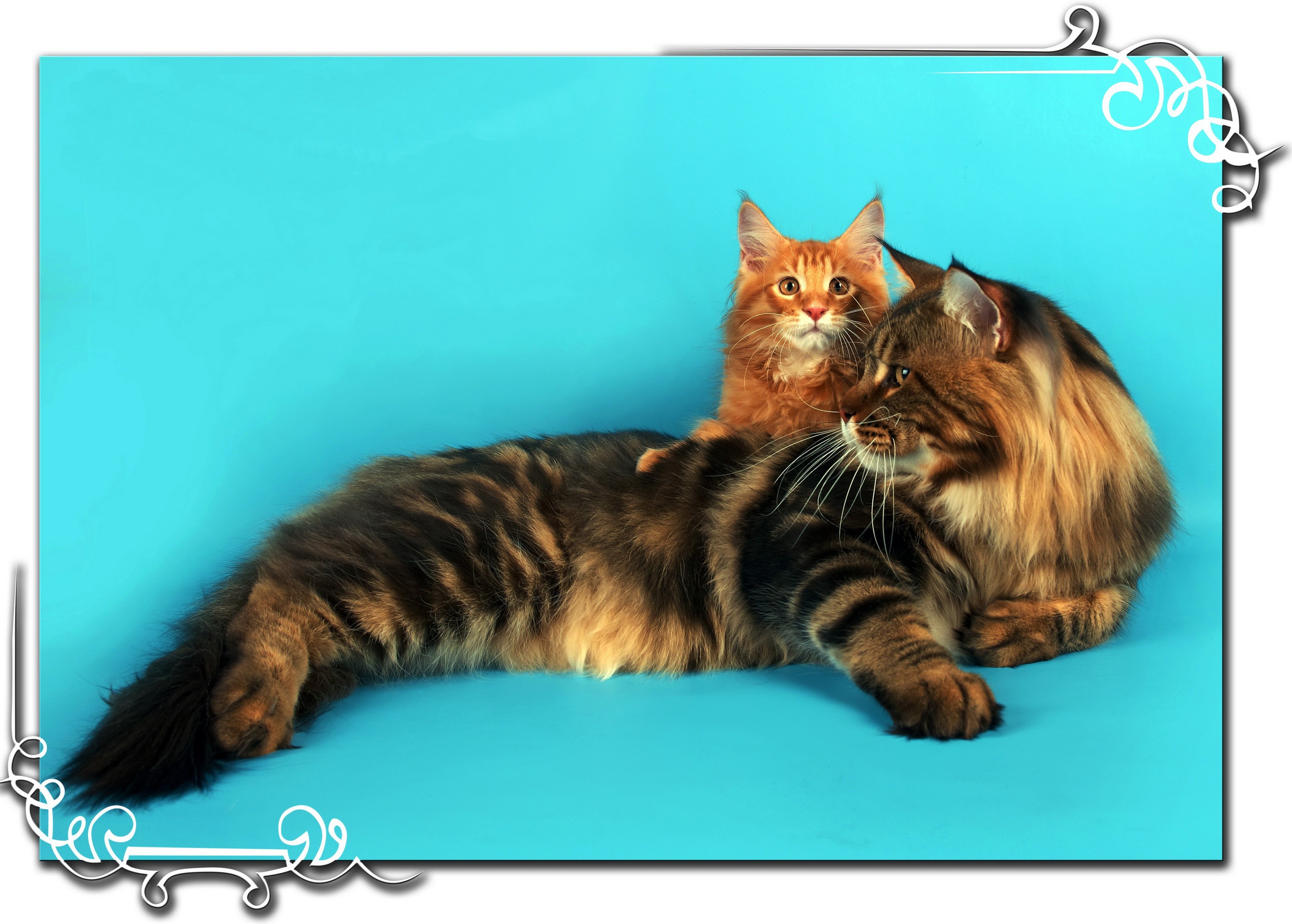 Two Maine Coon cats on a blue background HD Wallpaper
