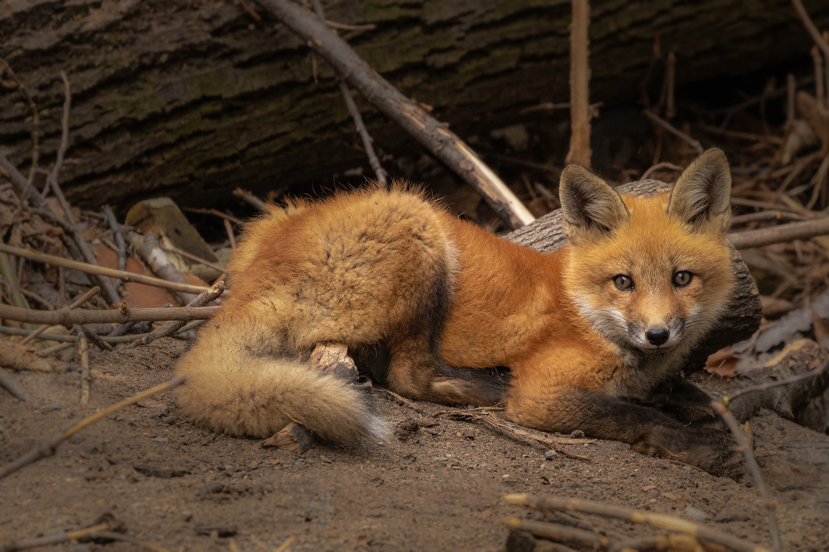 A young fox lies on the ground and looks at the camera. HD Wallpaper