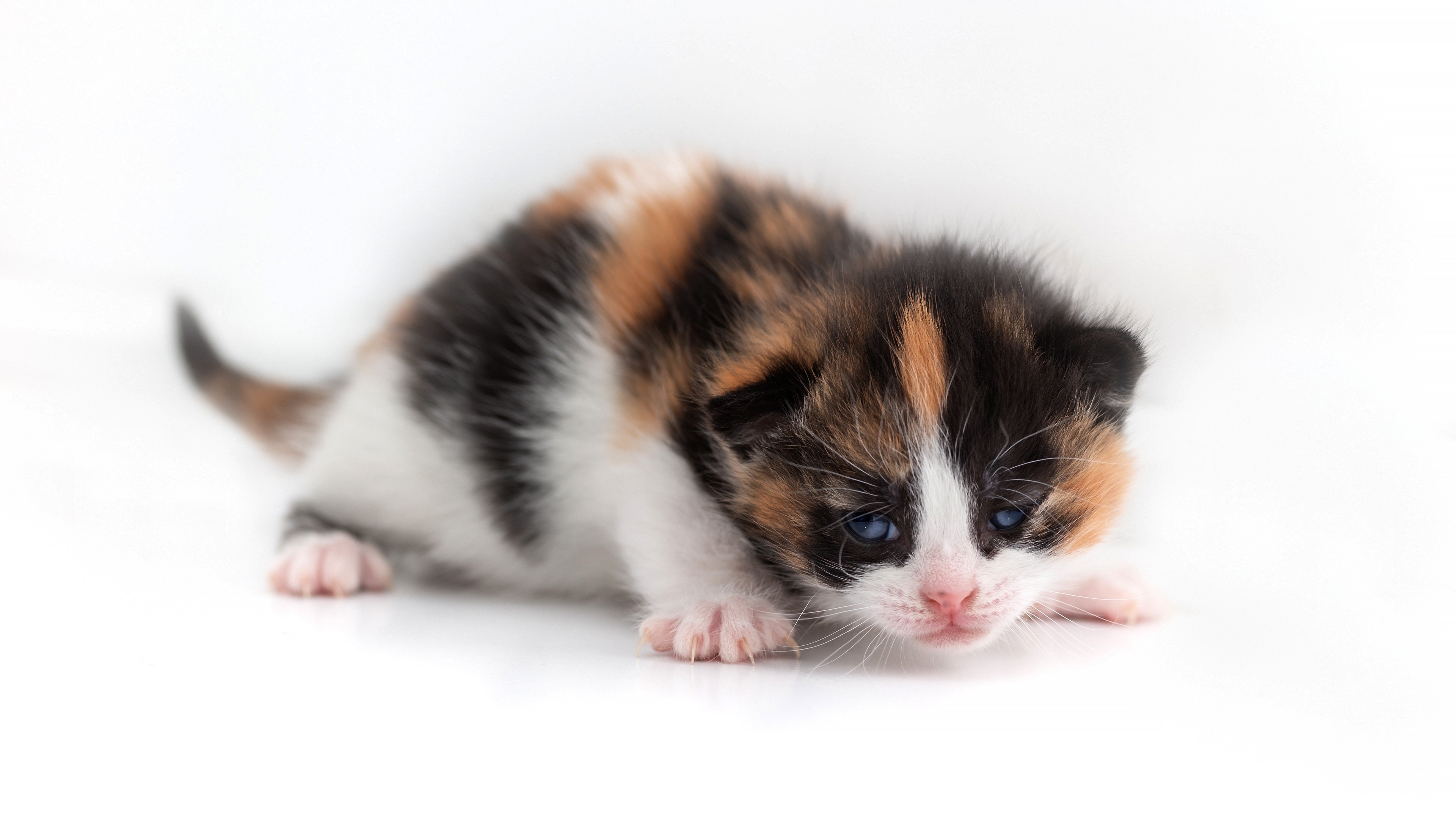 Calico Kitten on White Background HD Wallpaper