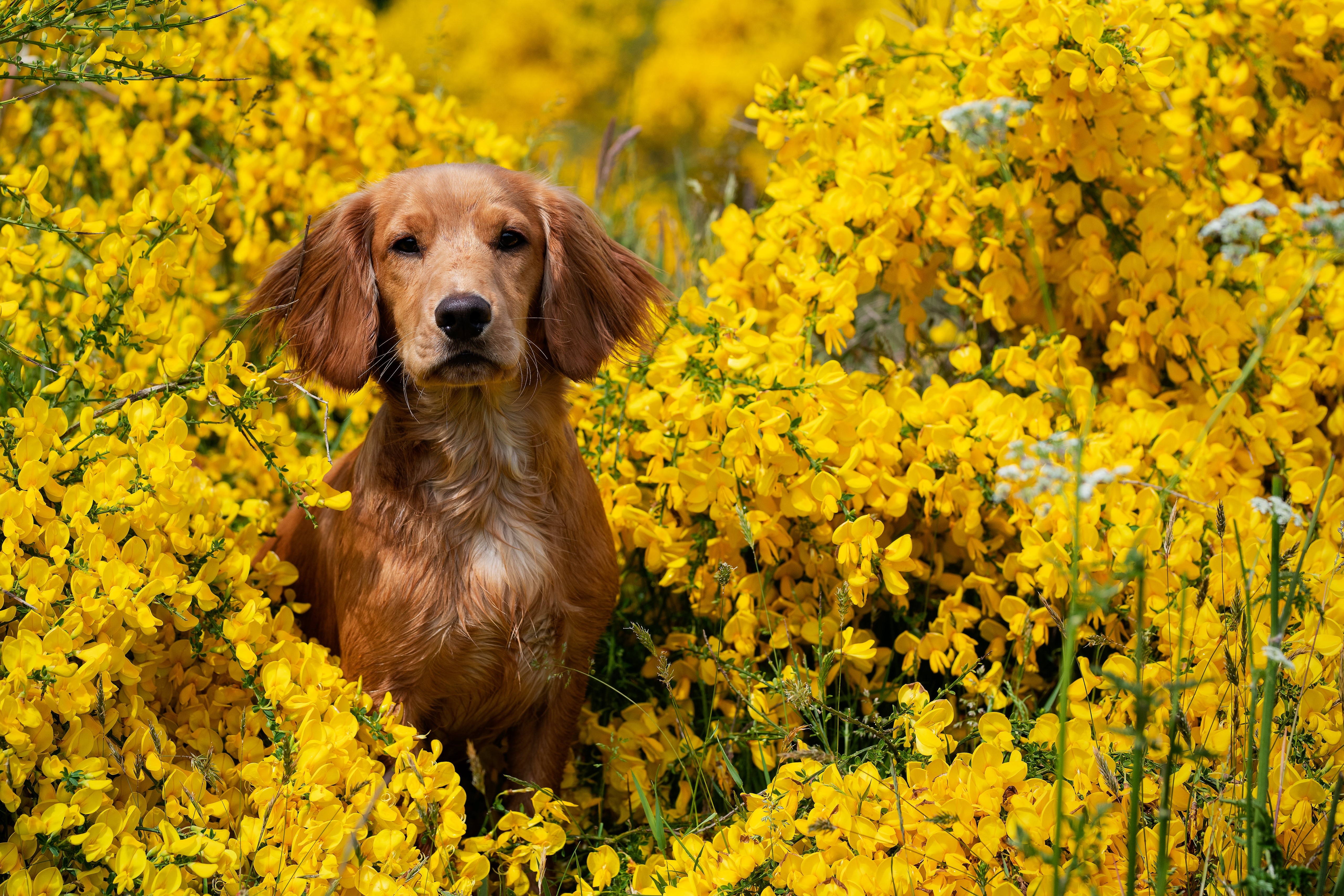 Brown Spaniel Sitting in Yellow Flowers HD Wallpaper