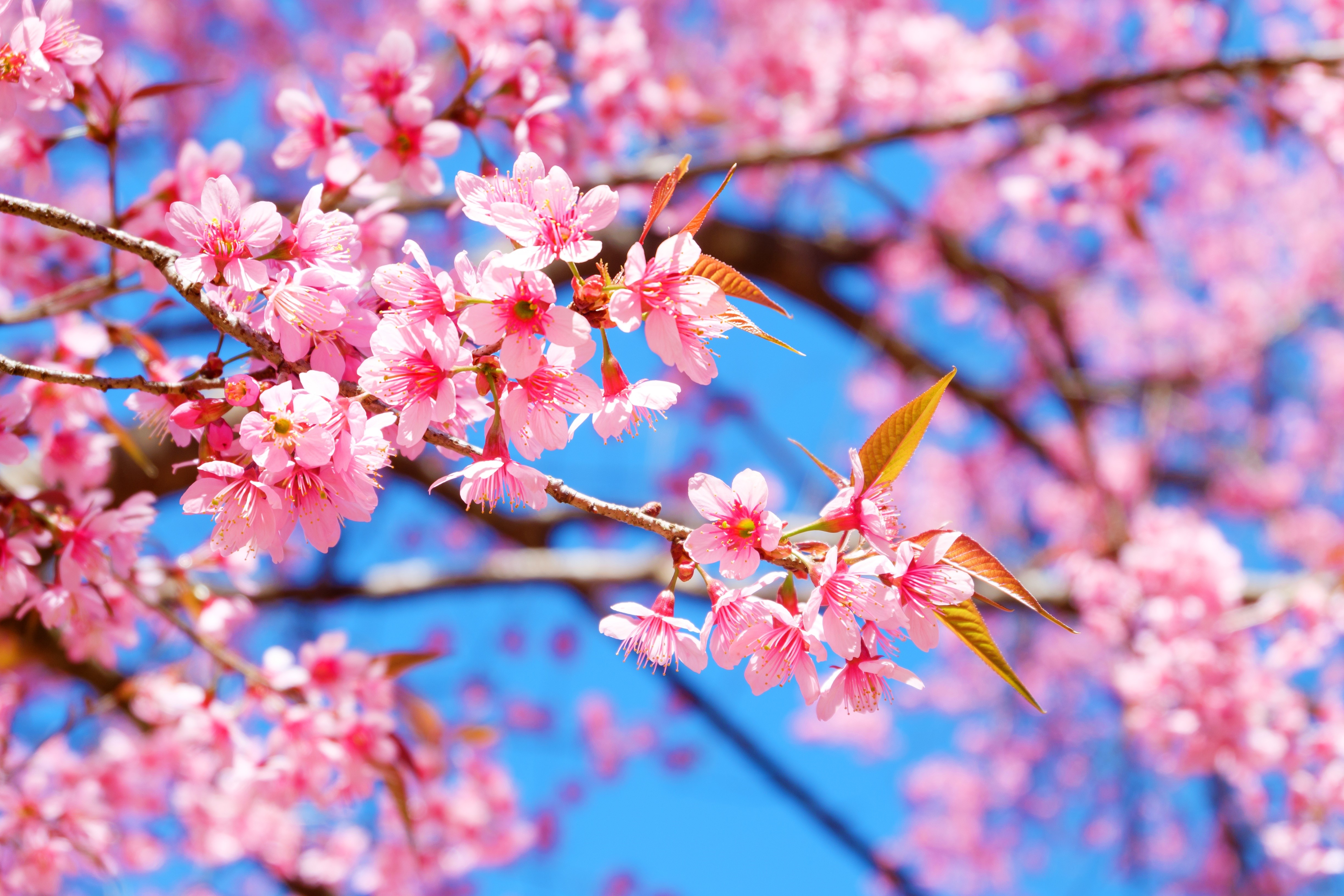 4K Flowering Cherry Blossom Branches HD Wallpaper