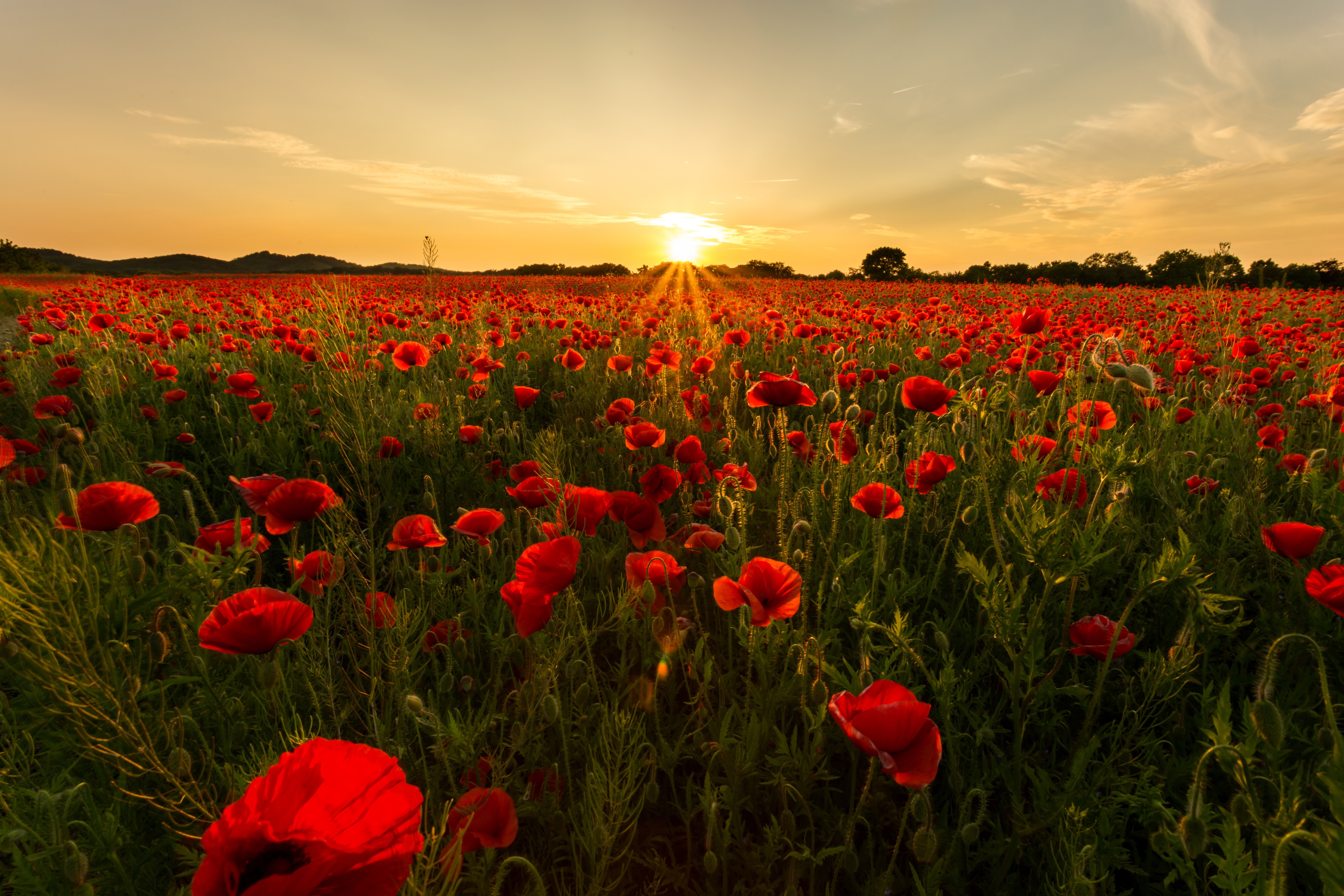 Field of Poppies at Sunset HD Wallpaper