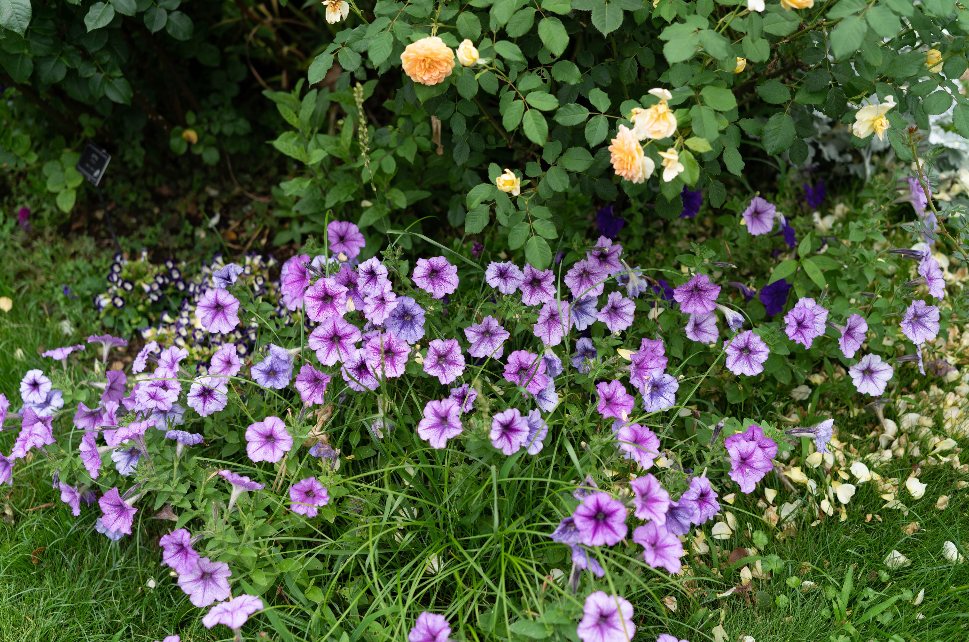4K Petunias and Roses in a Garden HD Wallpaper