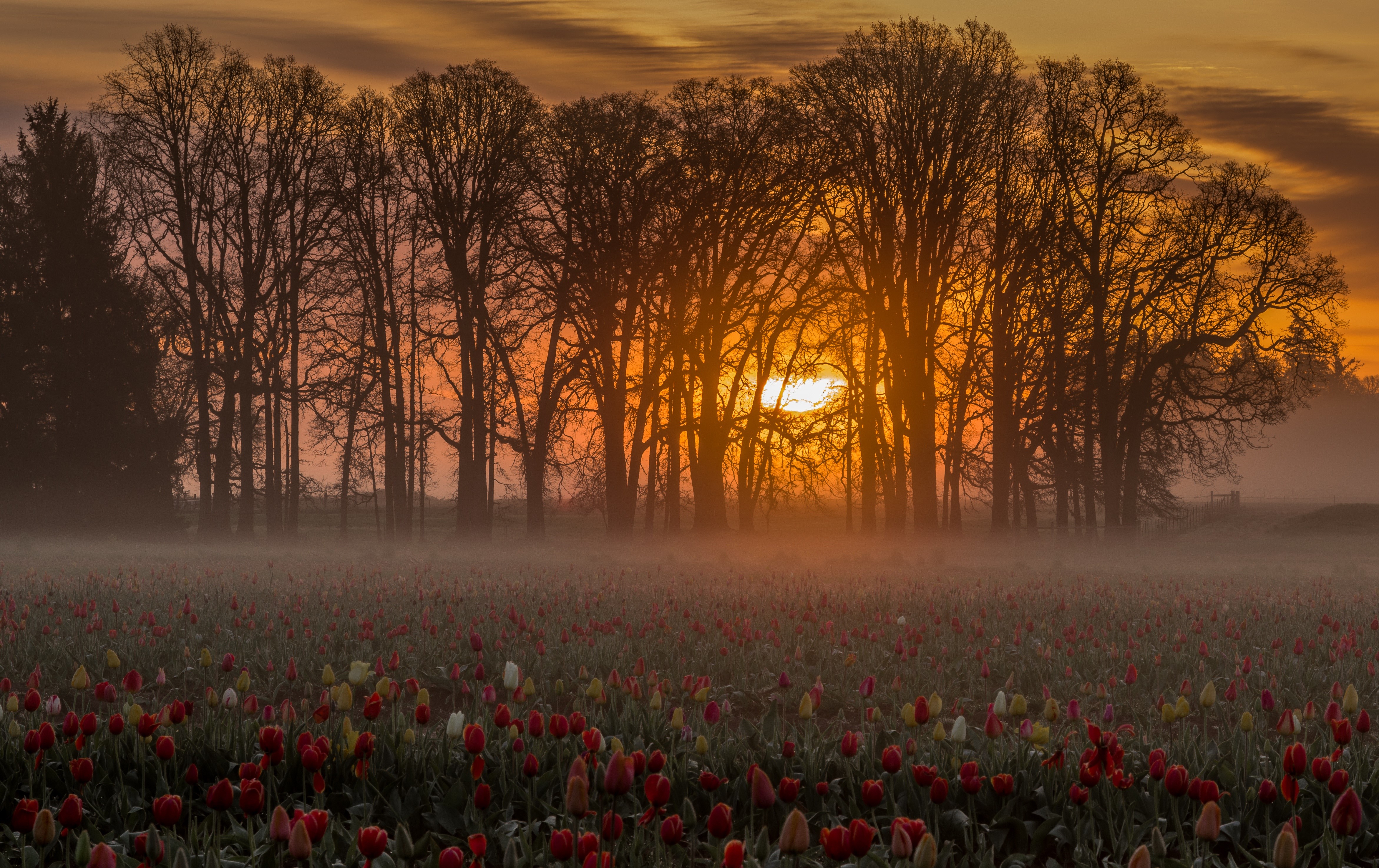Tulip field at sunrise with fog and trees HD Wallpaper