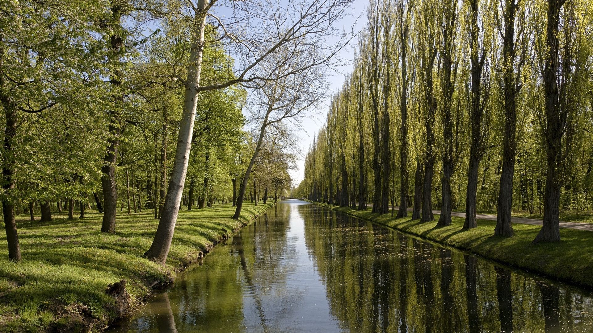 Canal lined with tall trees and a forest HD Wallpaper