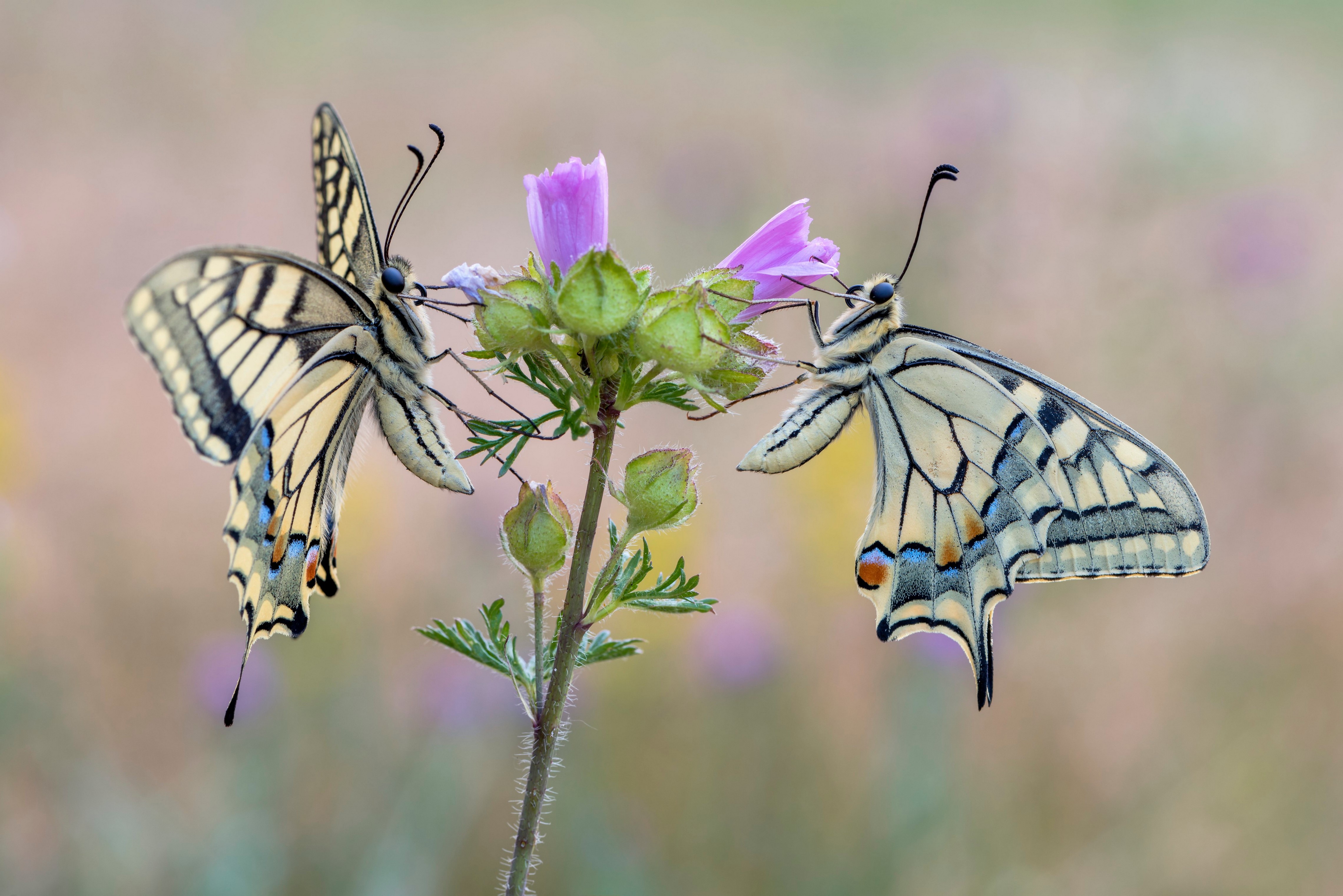 4K Two Machaon Butterflies on Flower HD Wallpaper