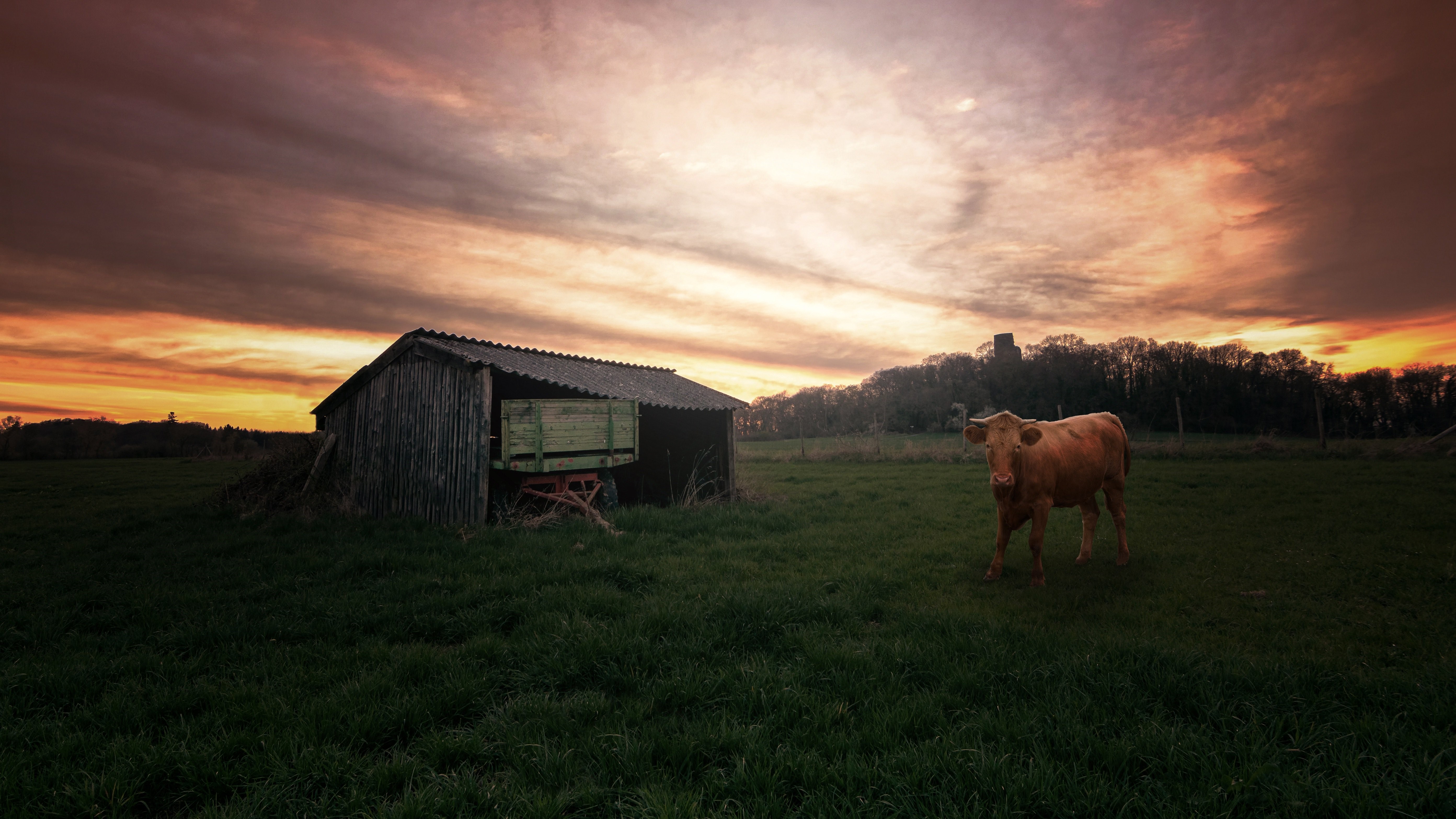 Cow near a barn at sunset HD Wallpaper