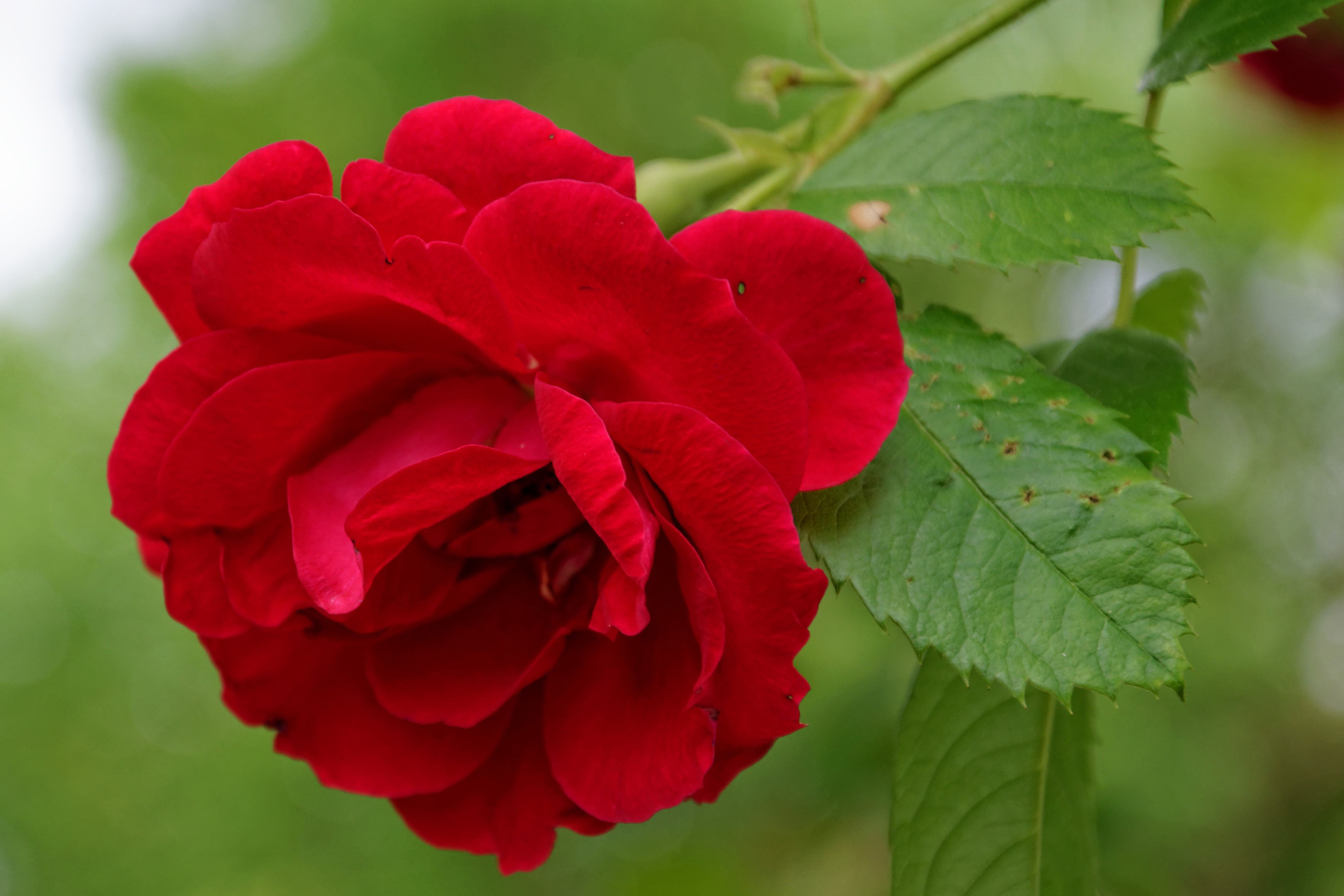 Red Rose in Bloom HD Wallpaper