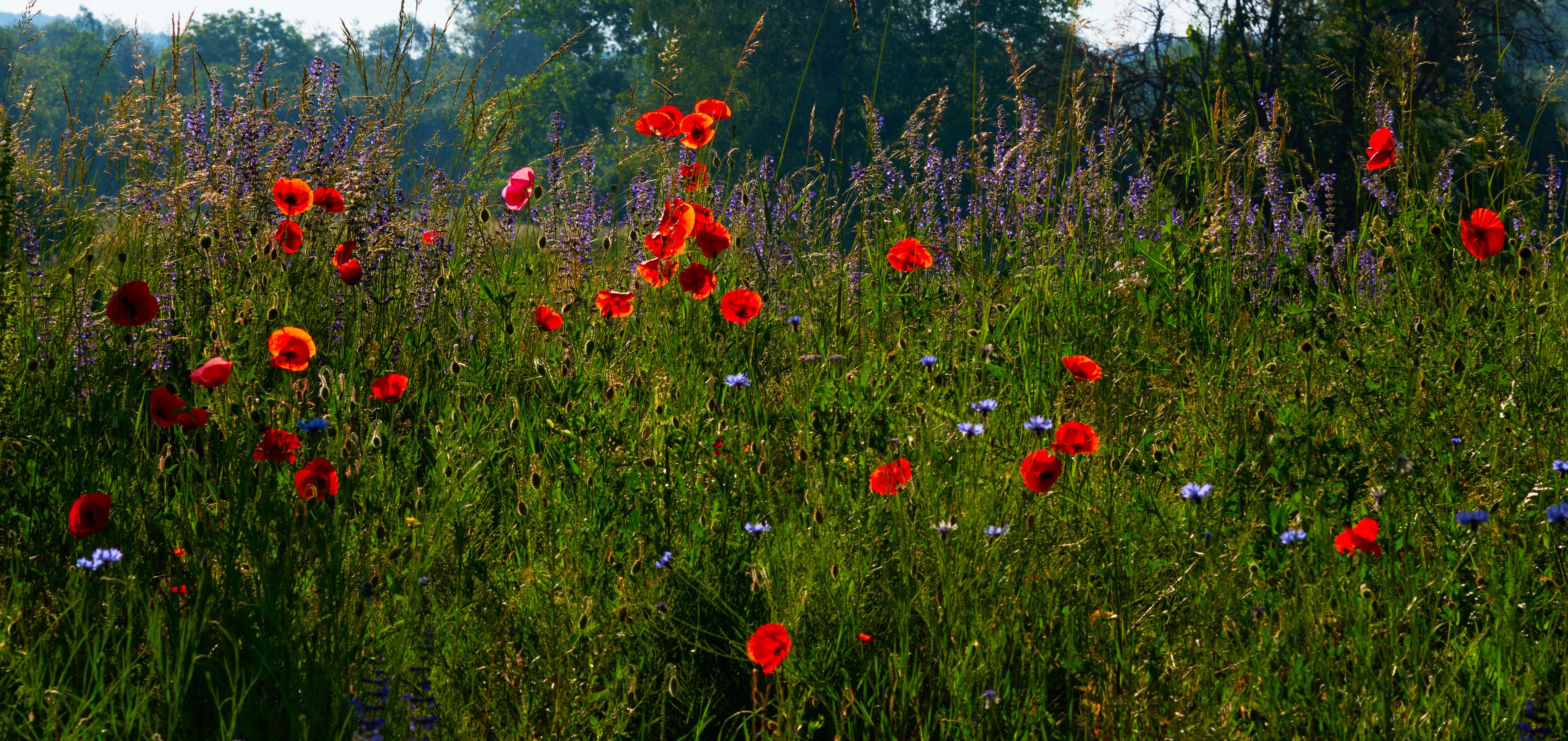 Field of Poppies and Wildflowers in Summer HD Wallpaper