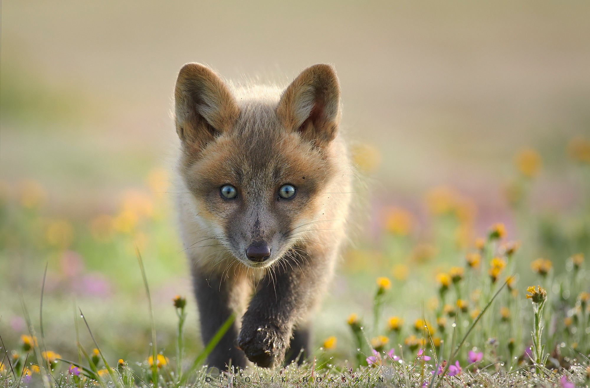 A young fox cub walks through a field of flowers HD Wallpaper