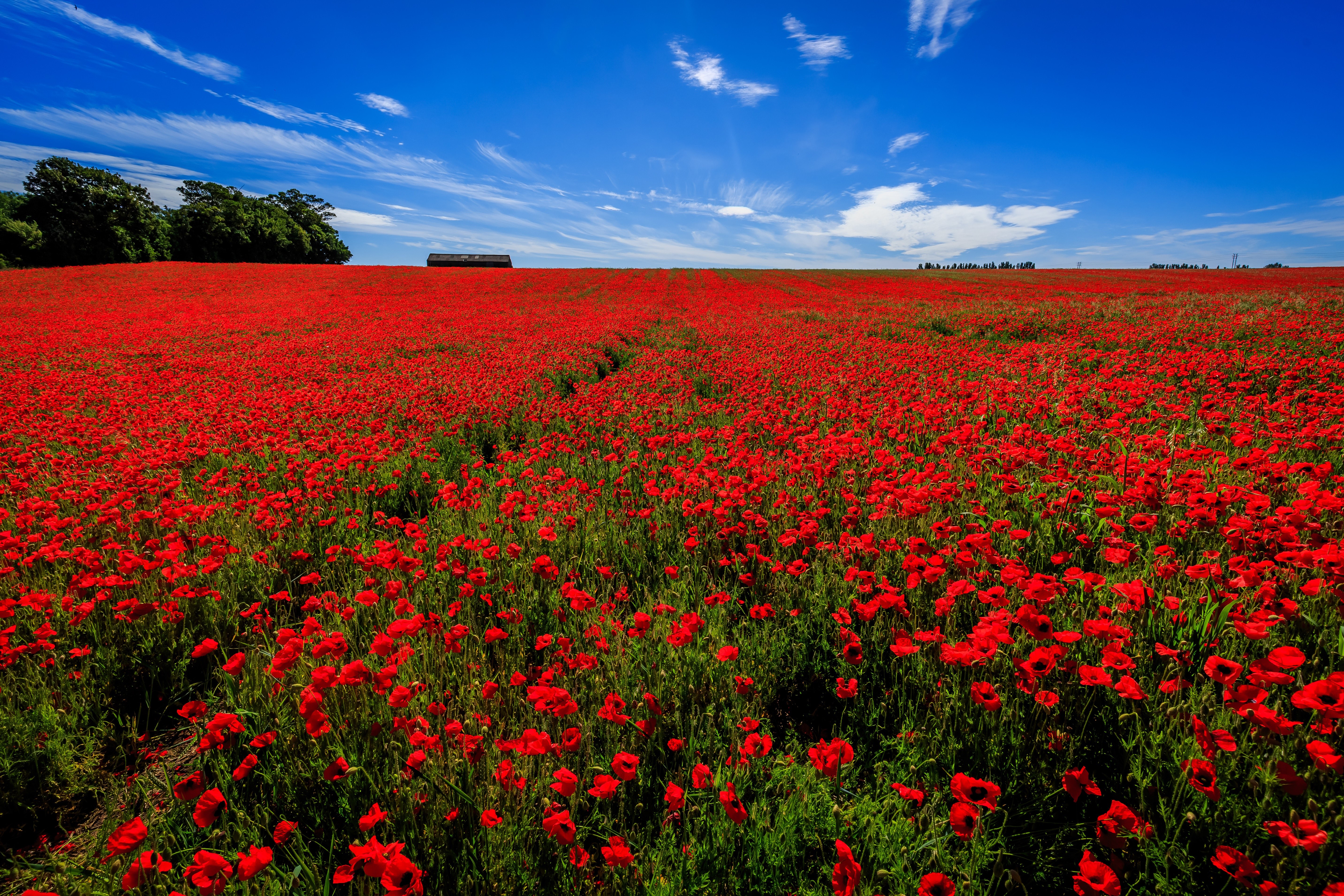 Field of Red Poppies Under a Blue Sky HD Wallpaper