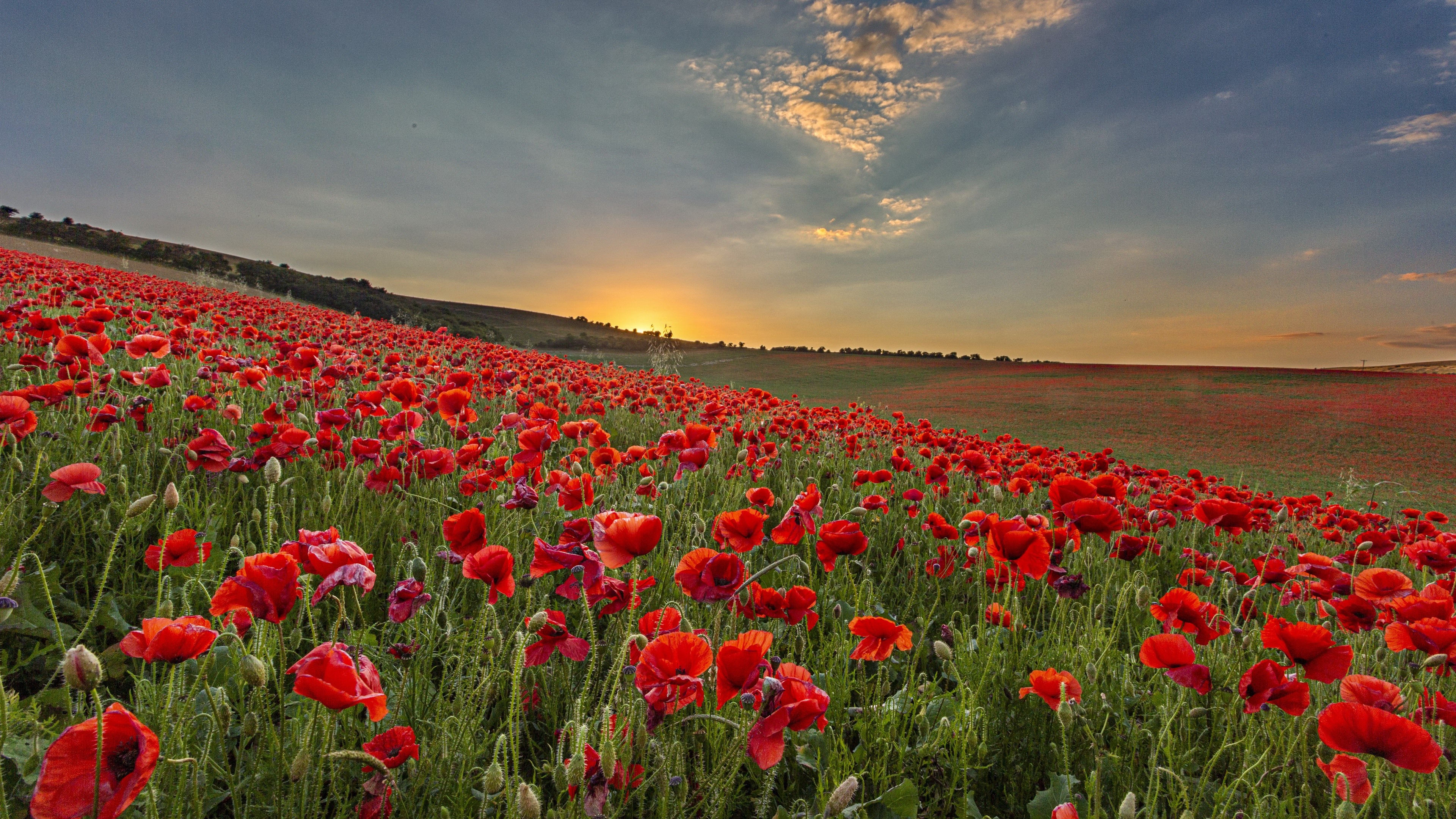 4K Field of Poppies at Sunset HD Wallpaper