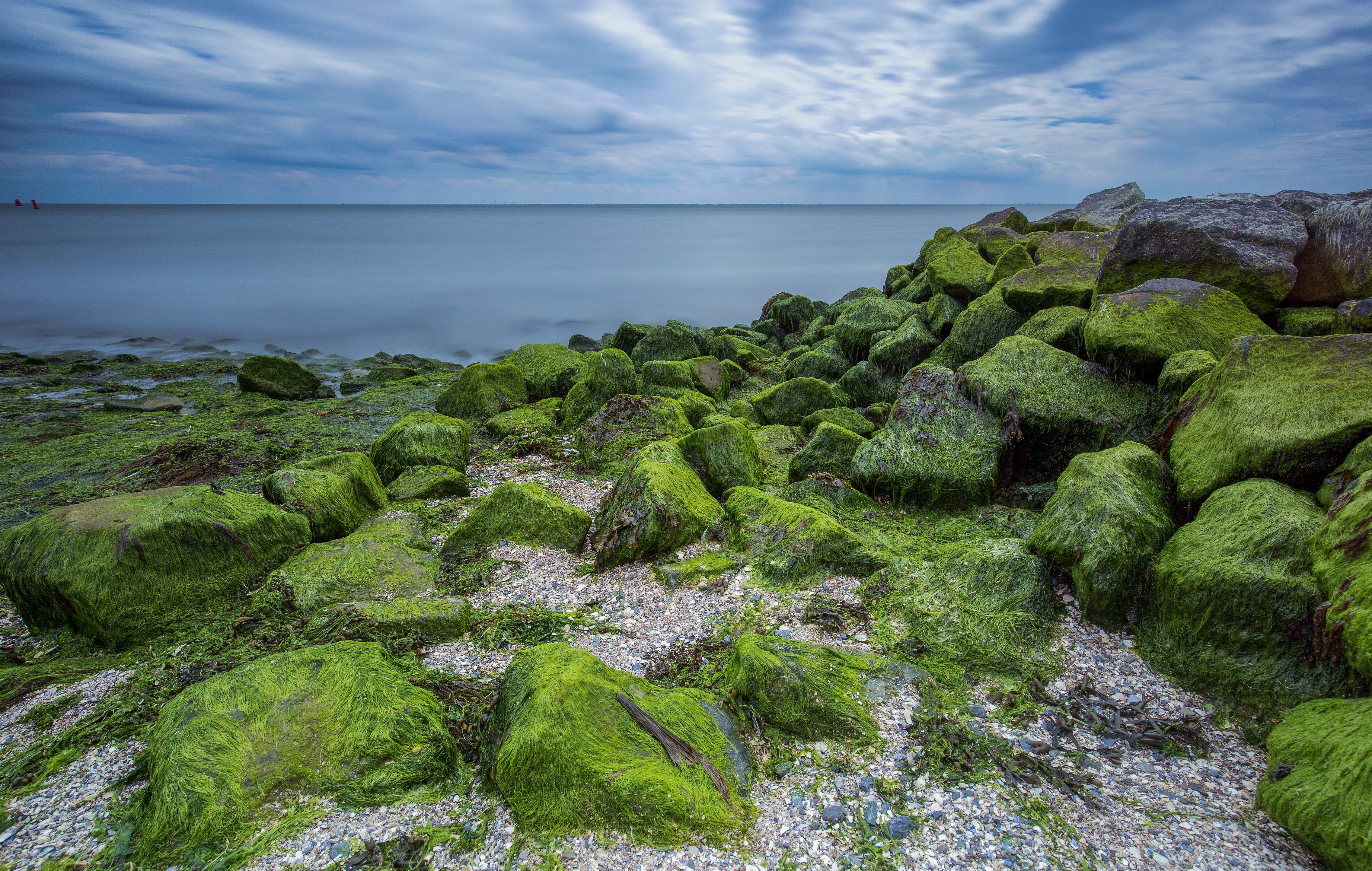 4K Coast with Seaweed Covered Stones HD Wallpaper