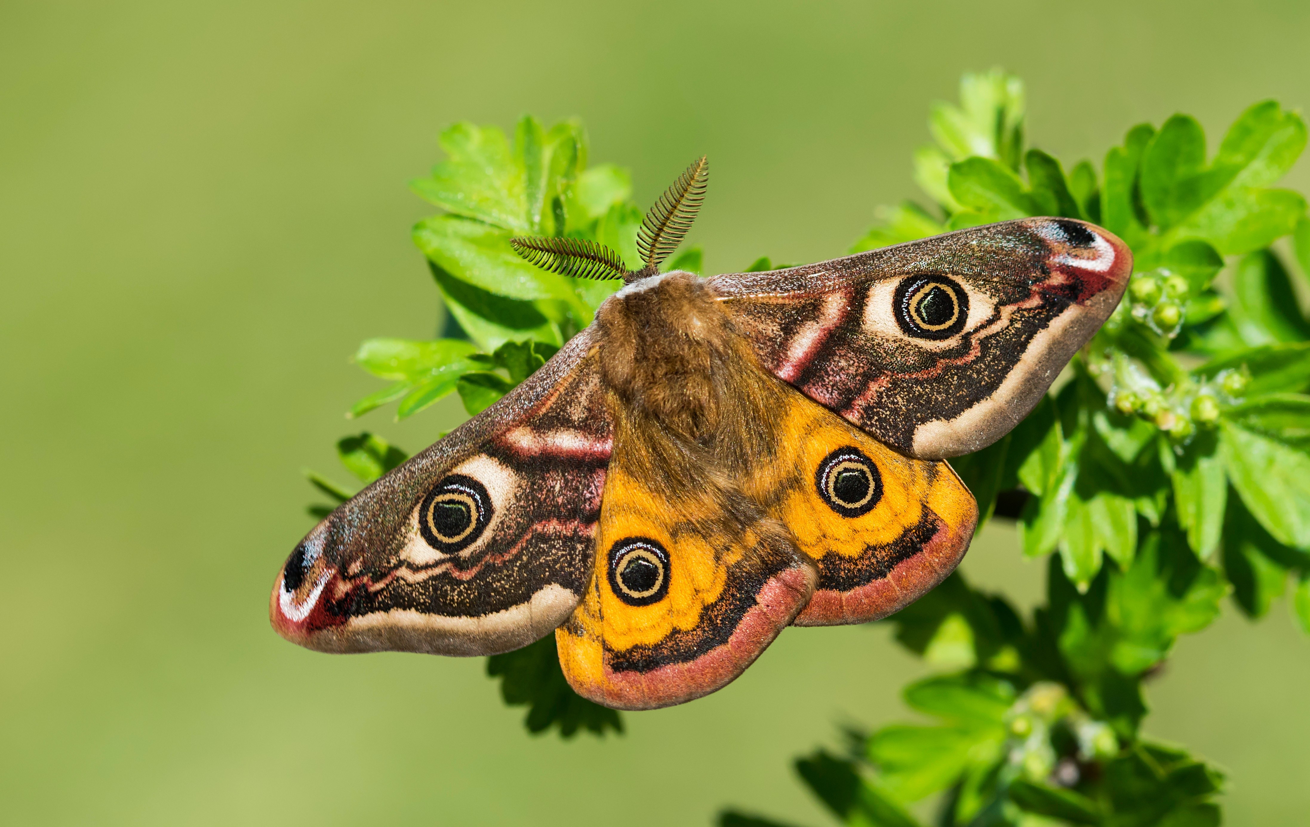 Small emperor moth on a green plant HD Wallpaper