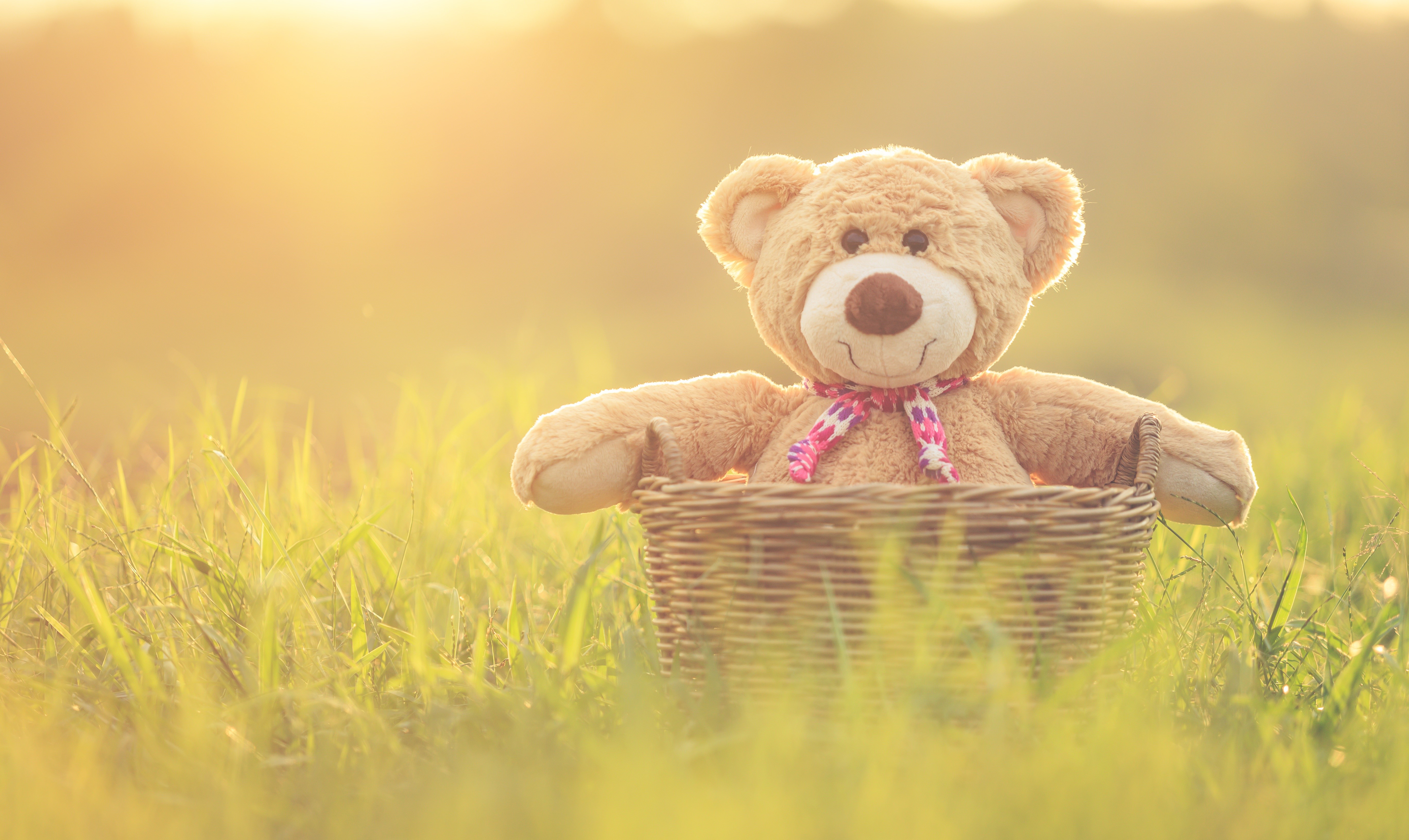 Teddy bear in a wicker basket in grass HD Wallpaper