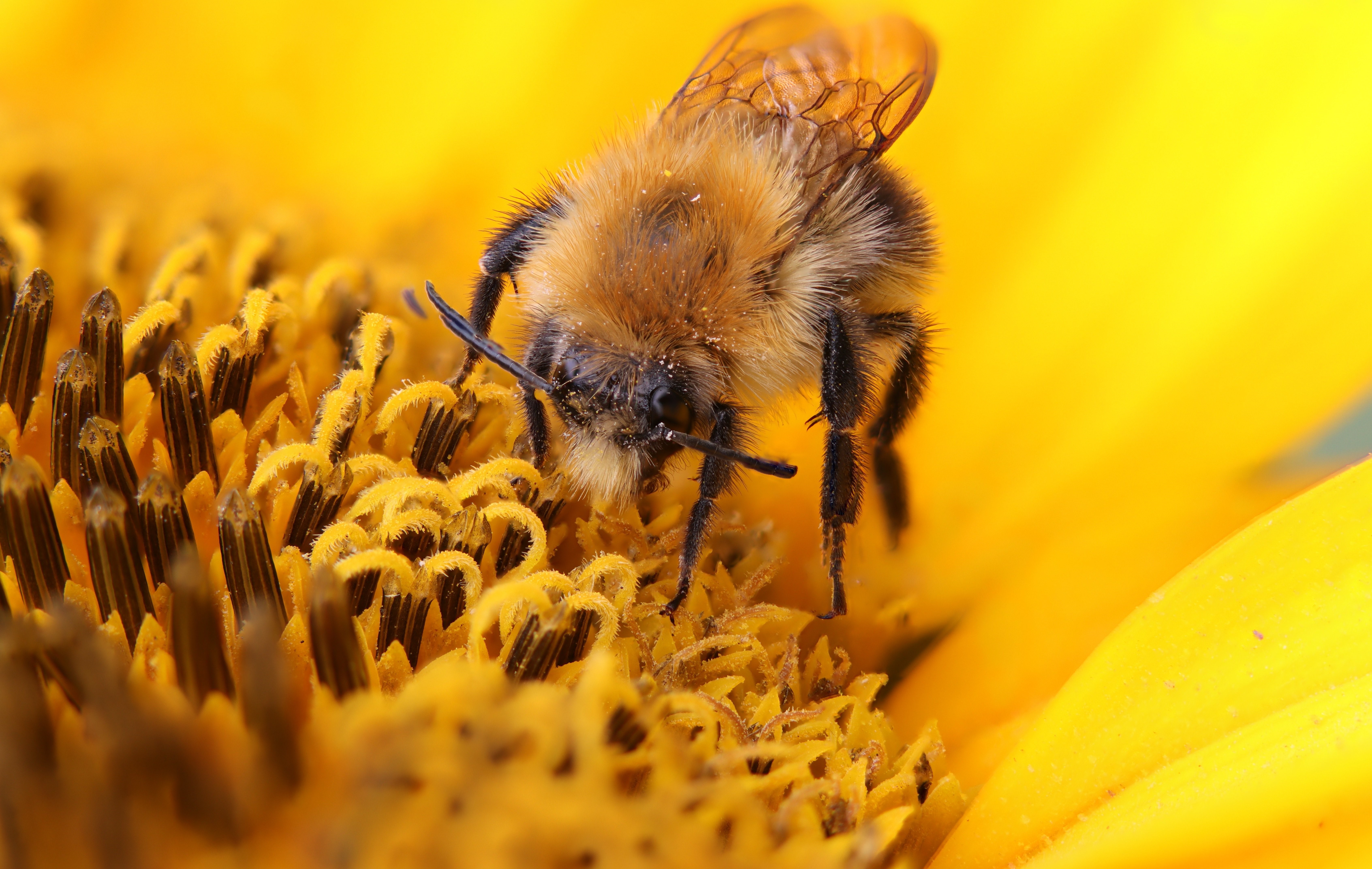 Bee collecting pollen from a sunflower HD Wallpaper