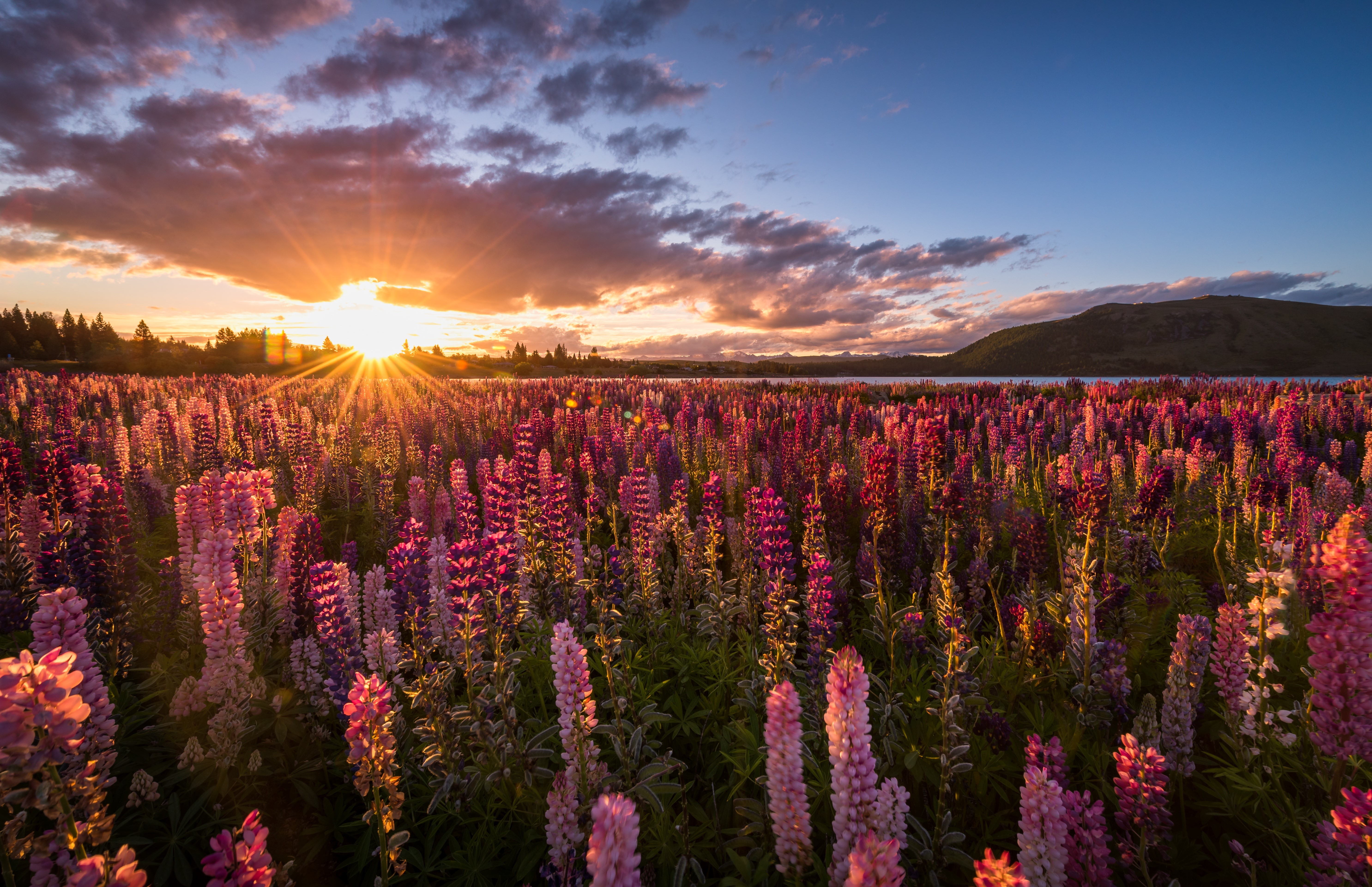 Lupin field at sunrise, Mackenzie District, New Zealand HD Wallpaper