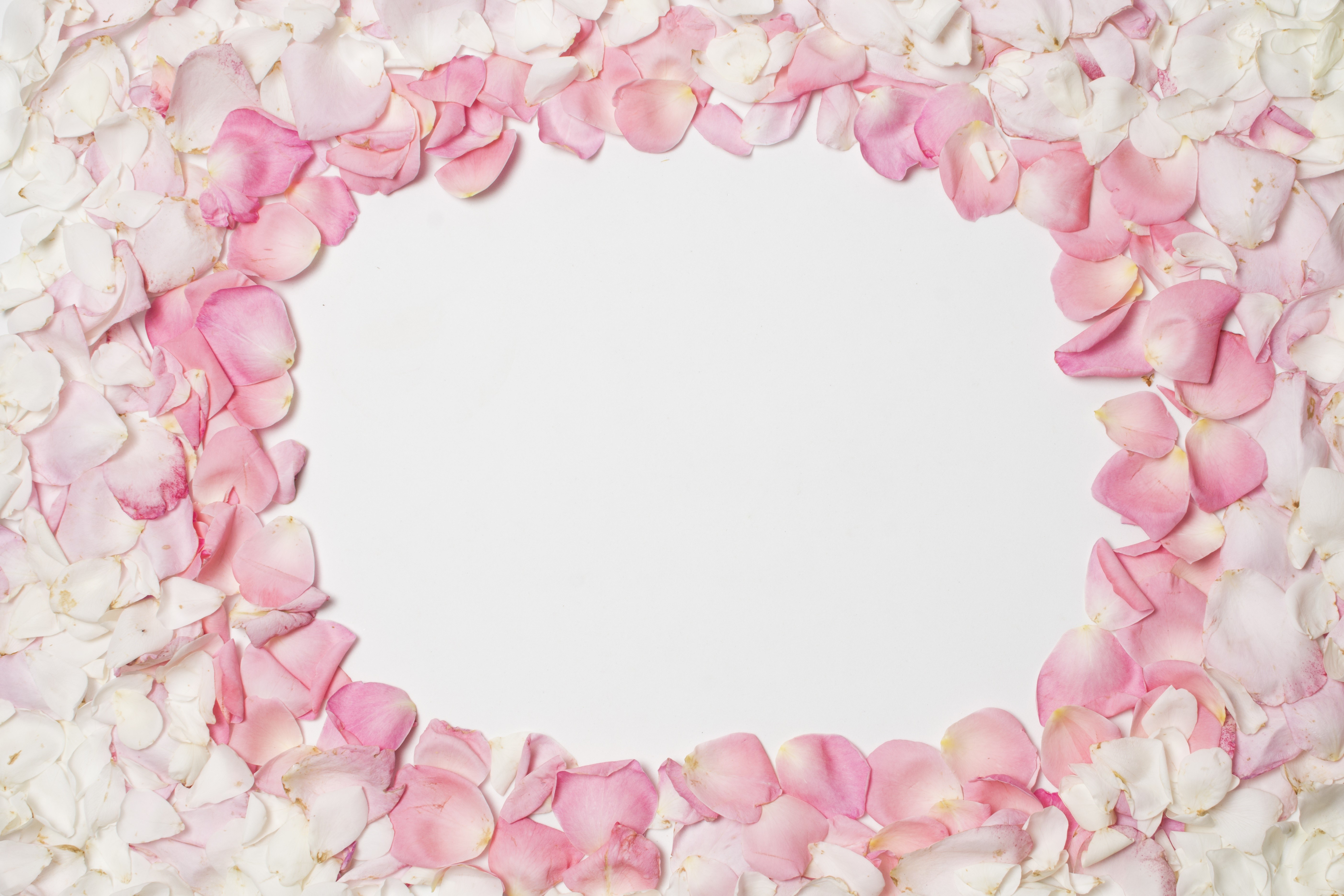 Rose Petals Border Template Greeting Card HD Wallpaper