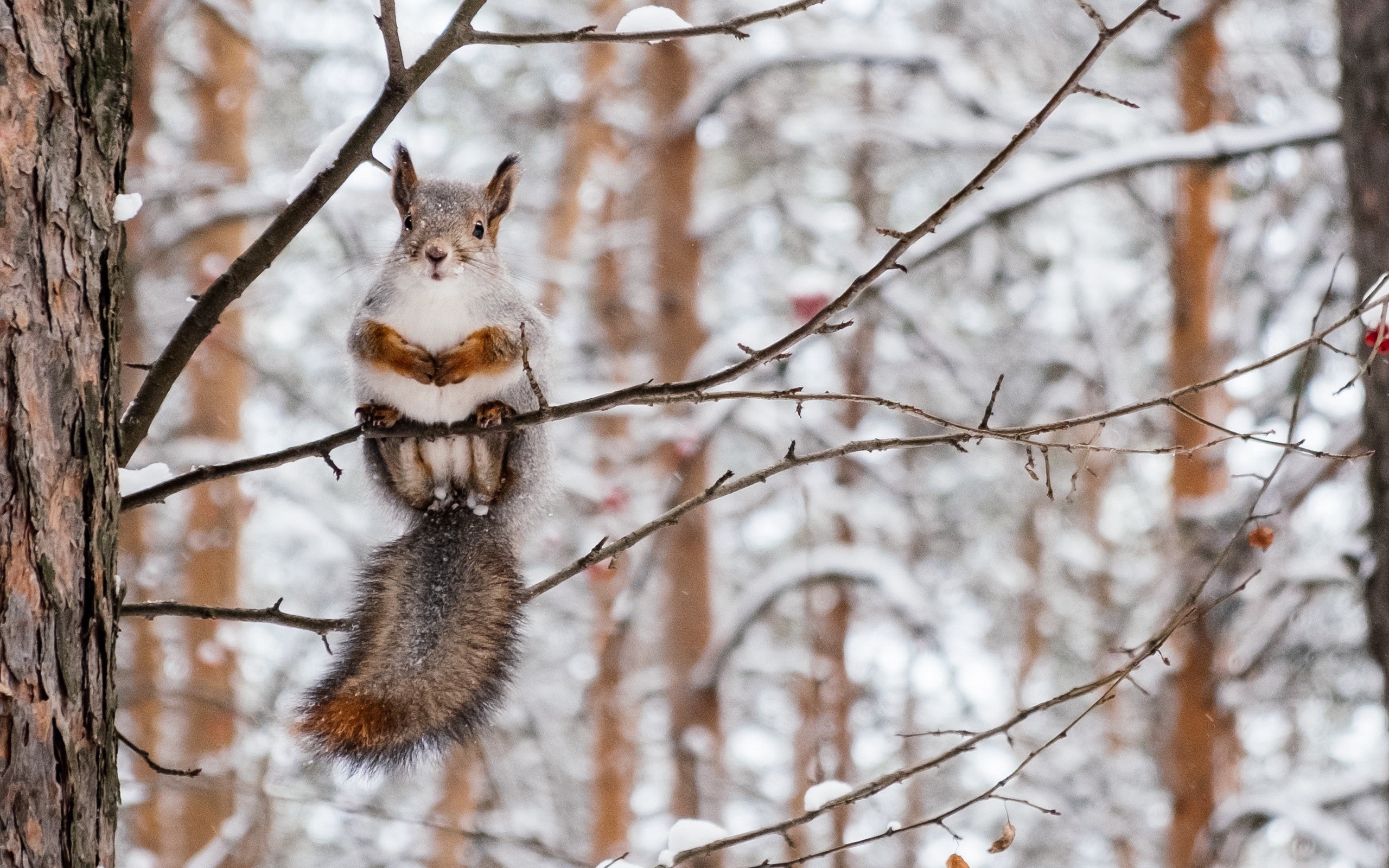 Squirrel sitting on a snowy tree branch in winter HD Wallpaper