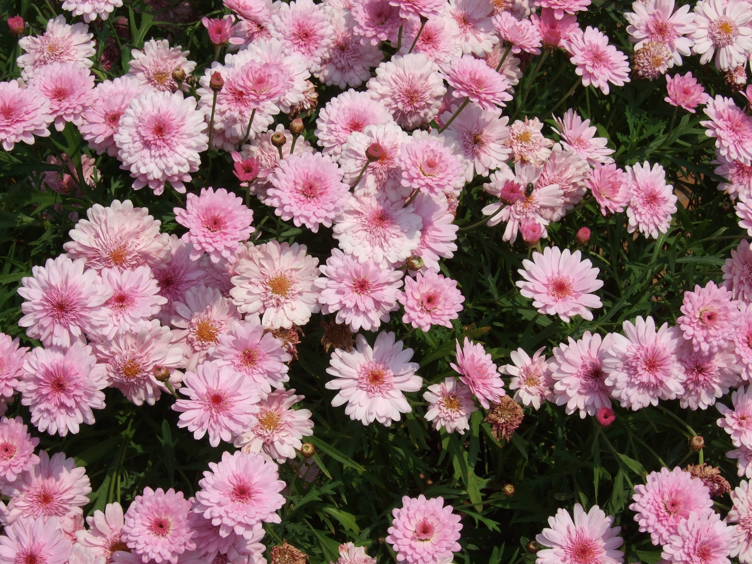 Many pink chrysanthemums in a garden HD Wallpaper