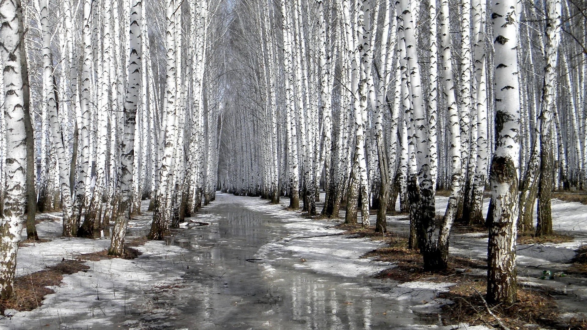 Birch tree alley with melting snow and ice HD Wallpaper