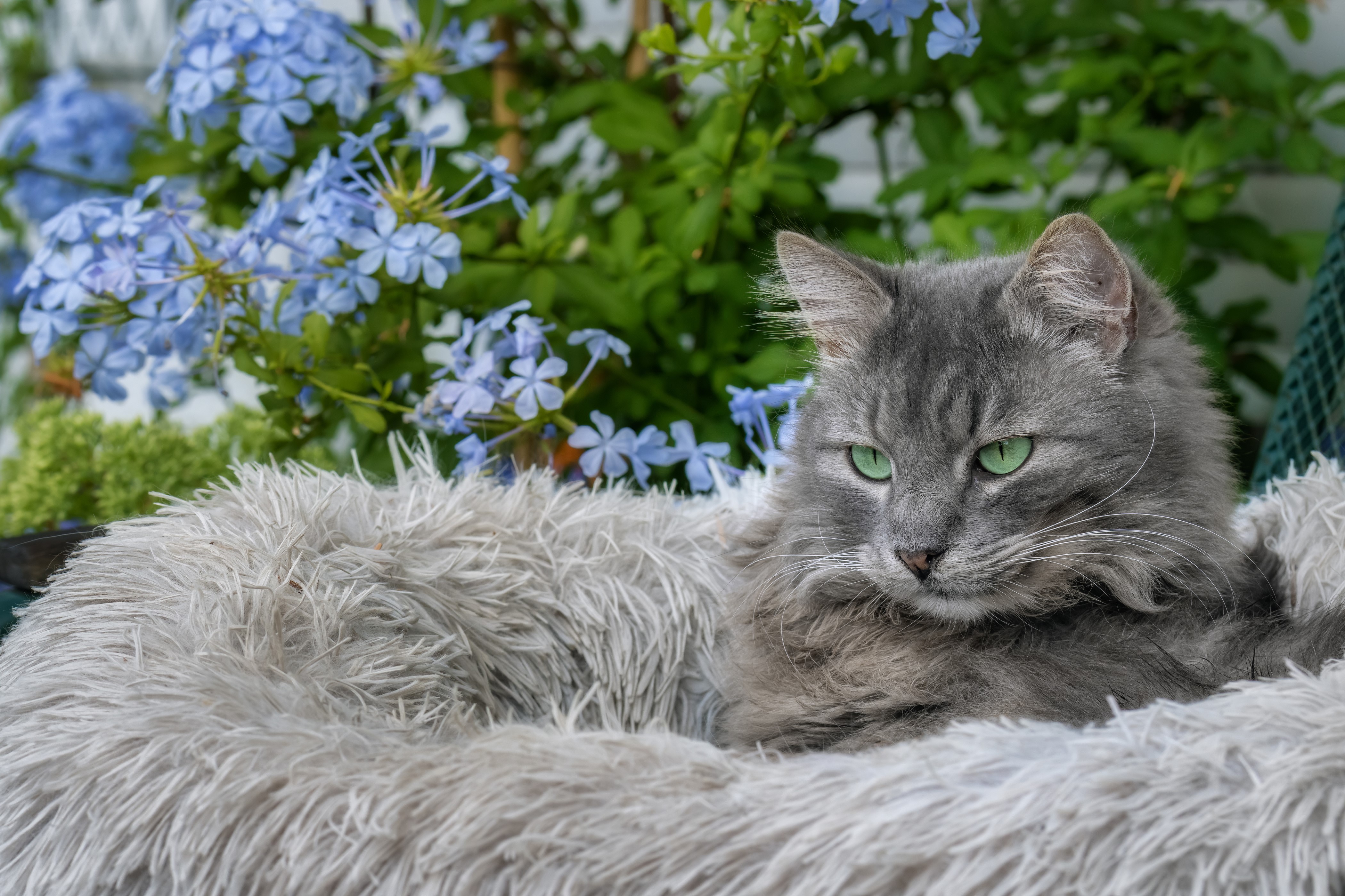 Grey cat with green eyes in a fluffy bed HD Wallpaper