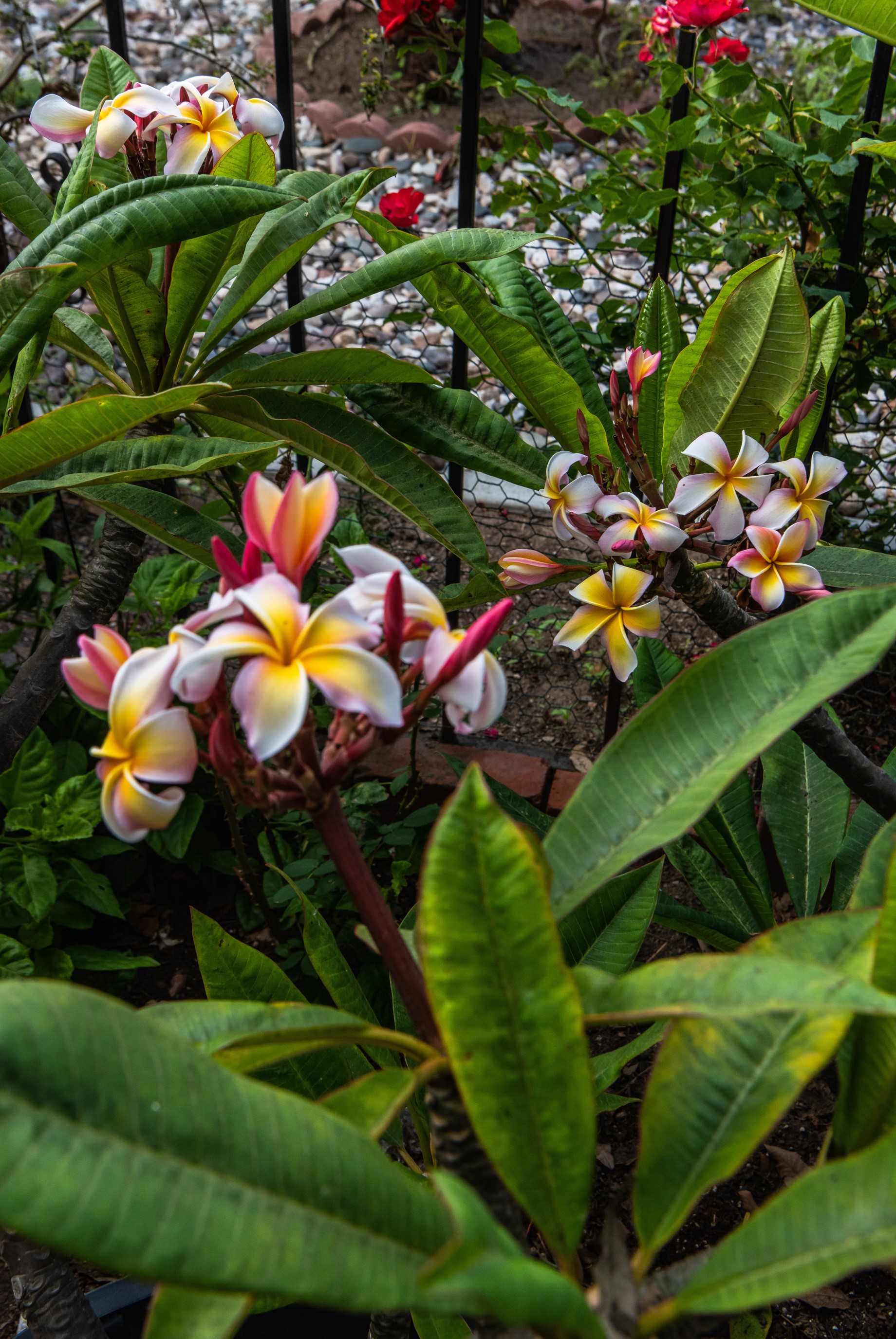 Plumeria flowers with green leaves and a fence HD Phone Wallpaper