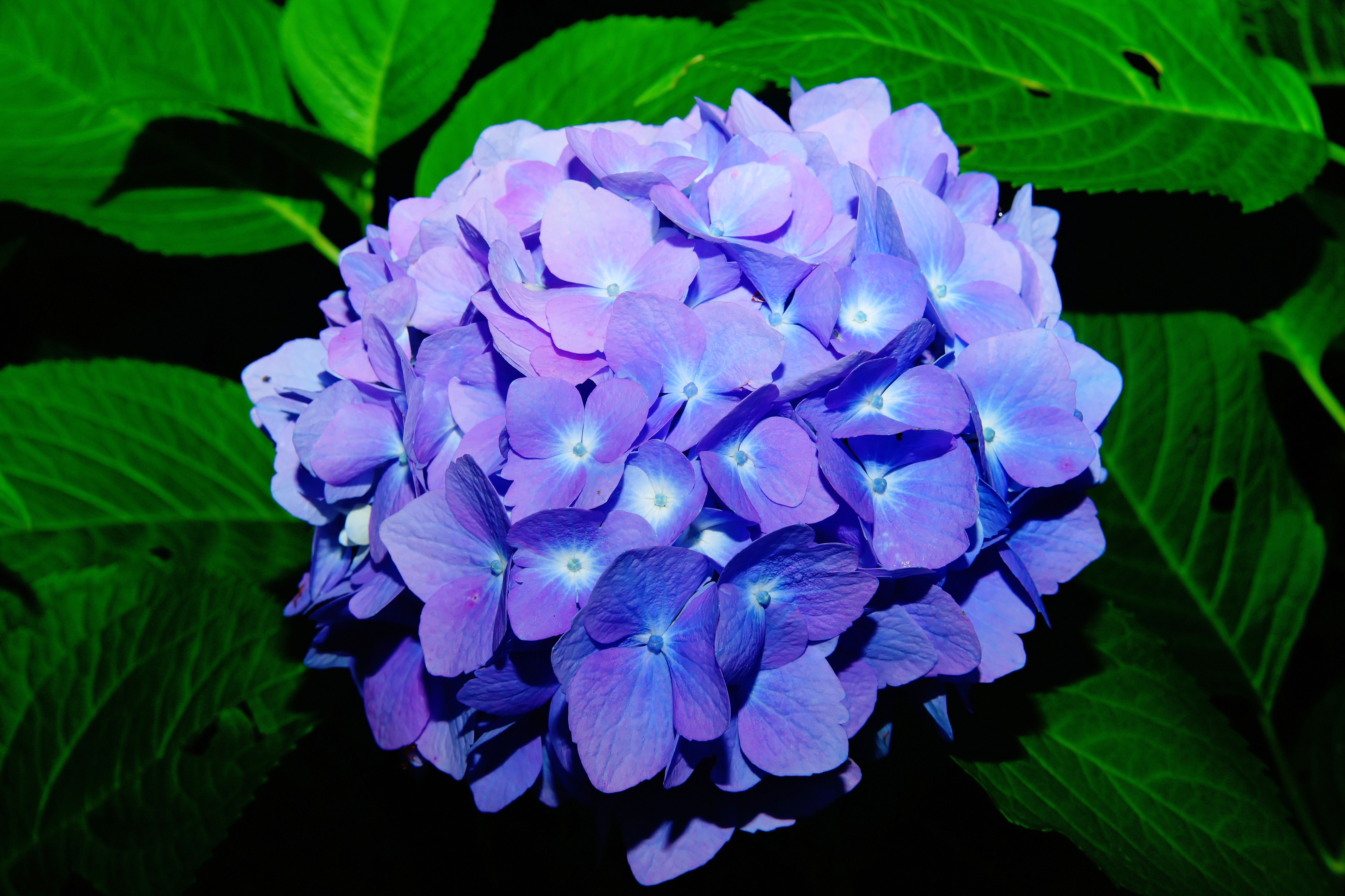 Closeup of a blue hydrangea flower HD Wallpaper