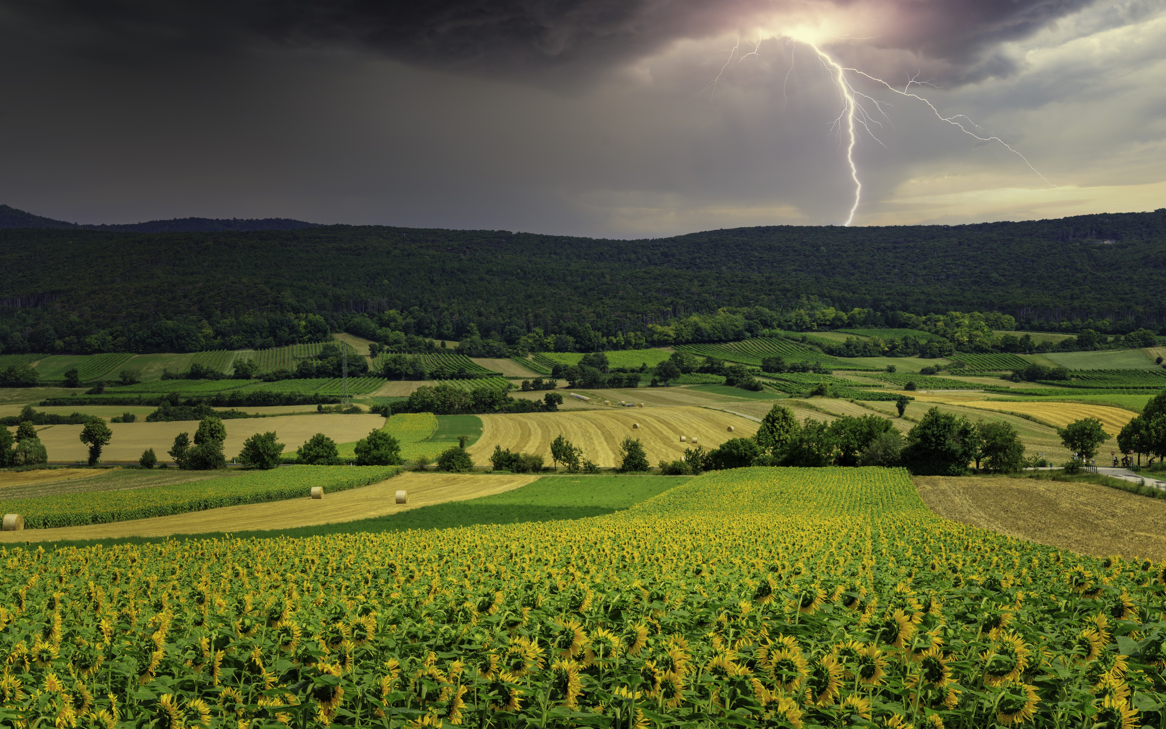 4K Scenery of Fields and Sunflowers with Lightning HD Wallpaper